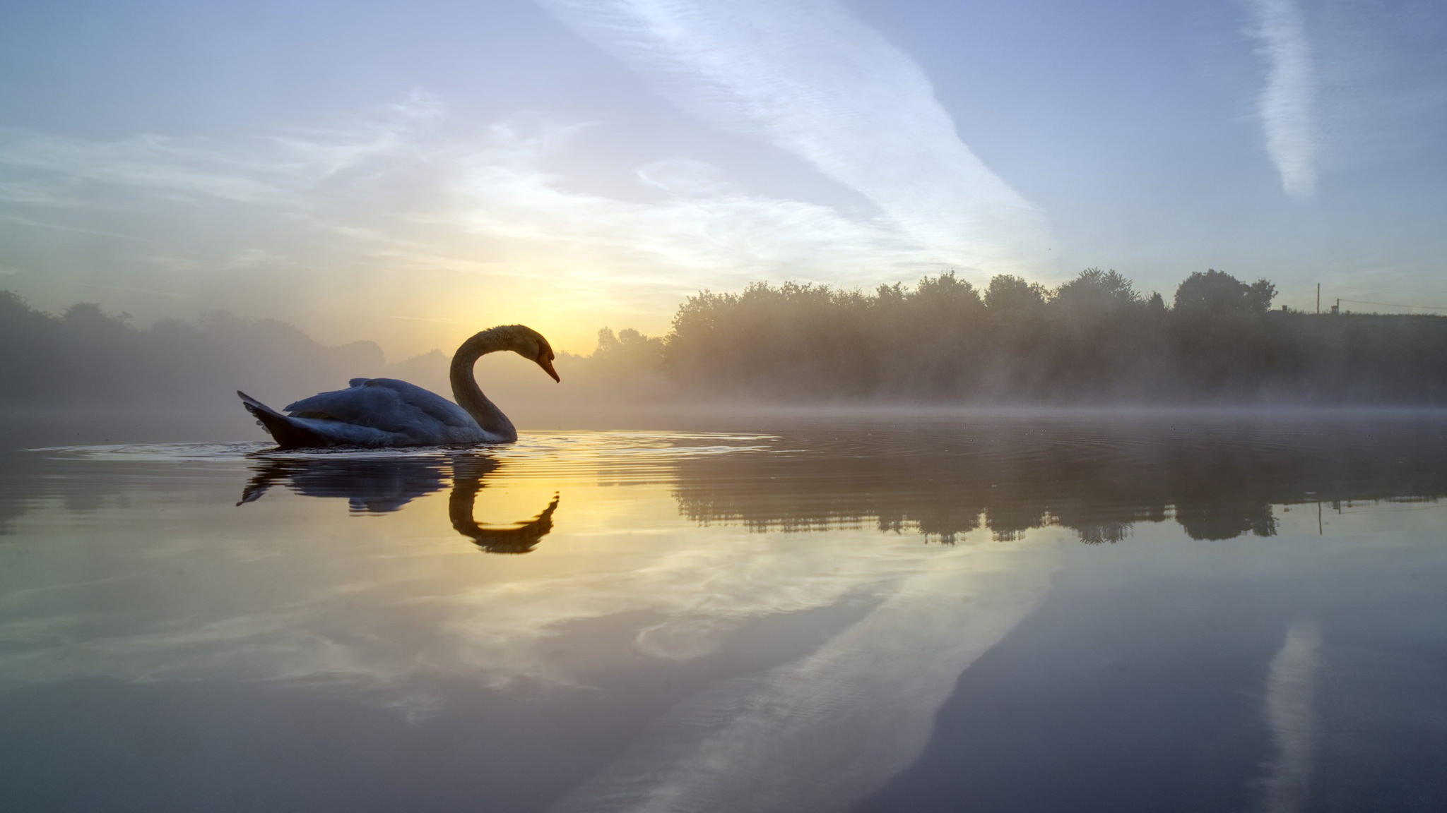 Download mobile wallpaper Birds, Reflection, Bird, Animal, Swan, Mute Swan for free.