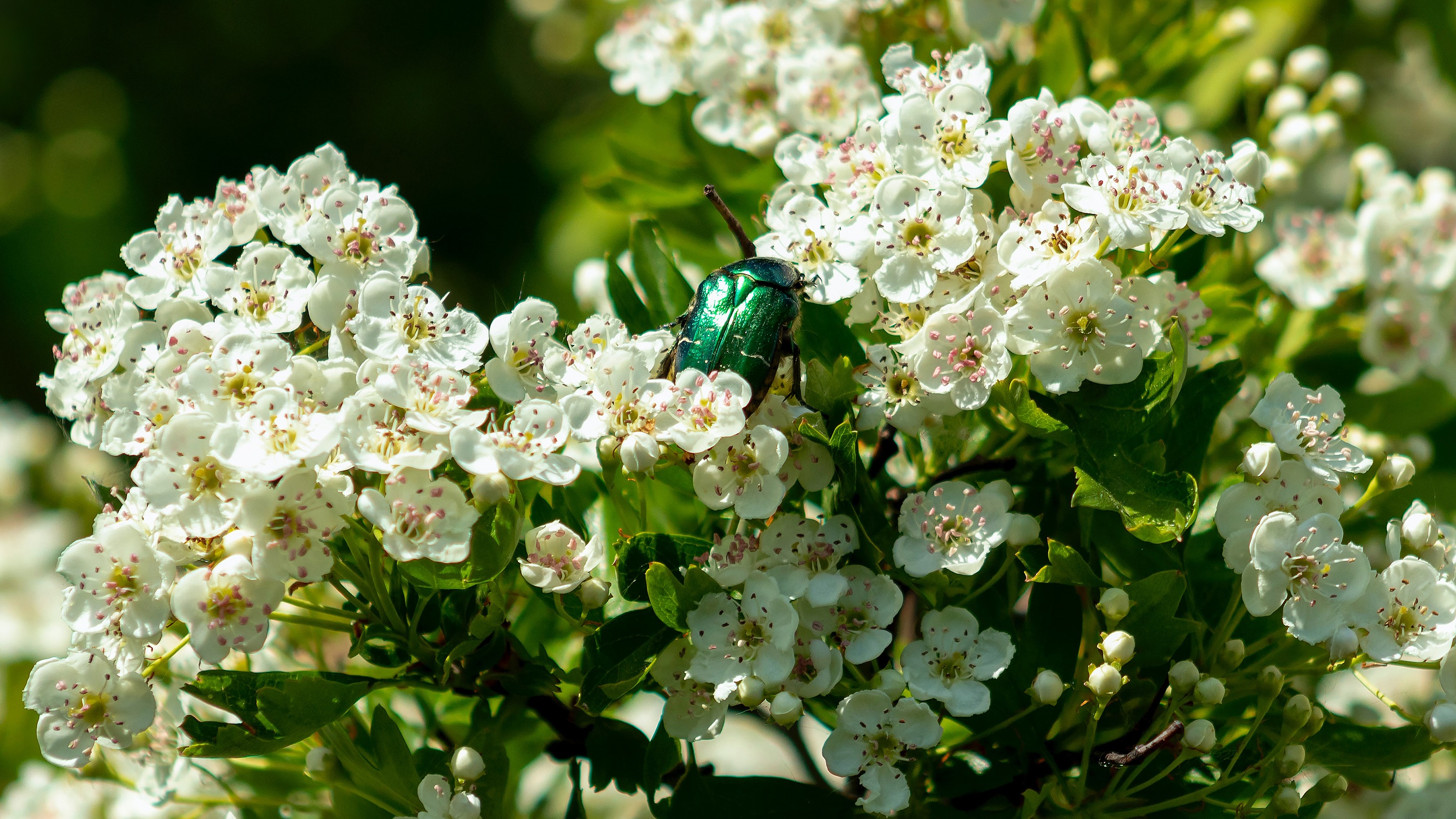 Handy-Wallpaper Tiere, Käfer, Insekt, Frühling, Blüte kostenlos herunterladen.