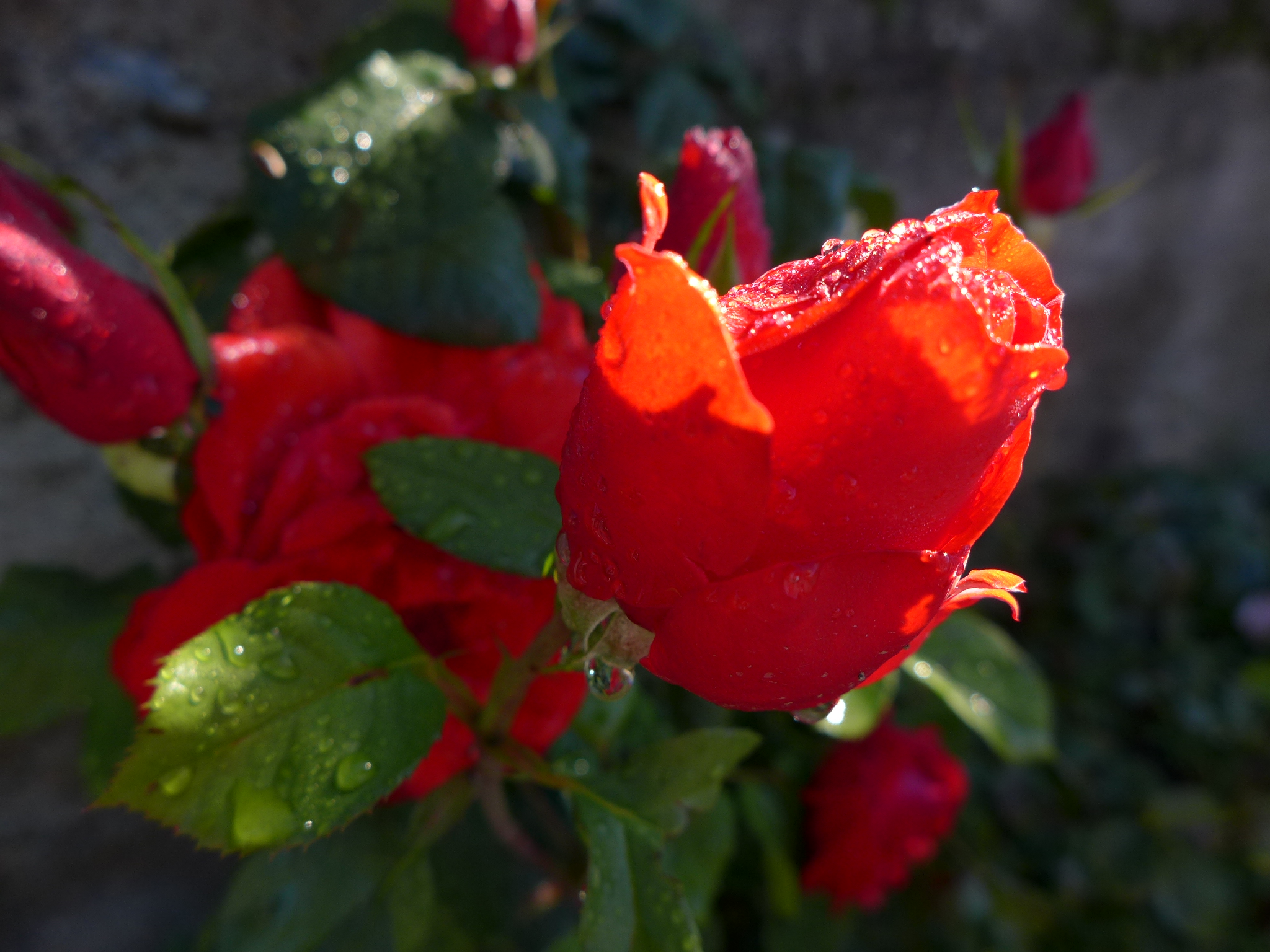 Handy-Wallpaper Blumen, Rose, Erde/natur kostenlos herunterladen.