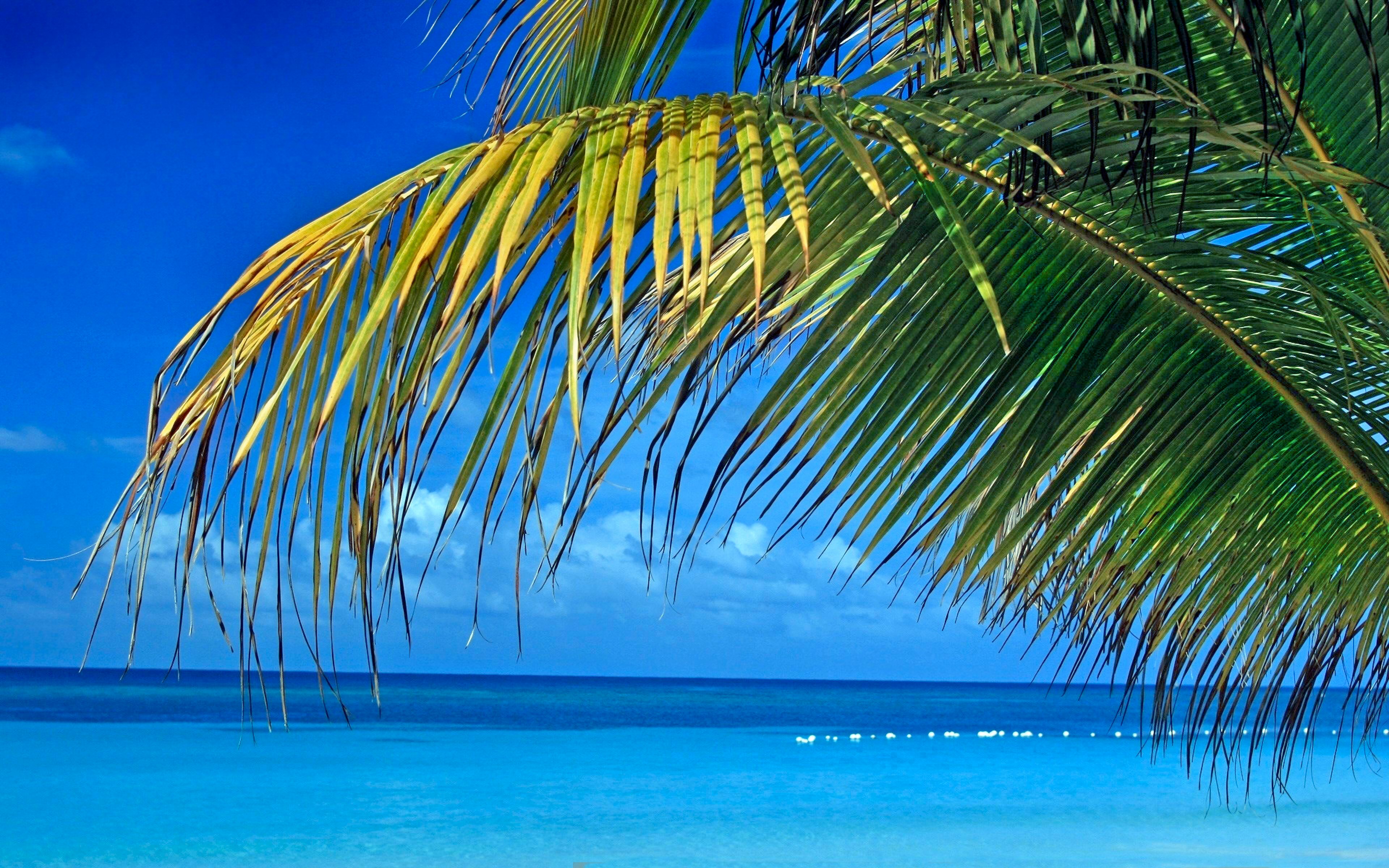 summer, photography, horizon, palm tree, sea, tropical, blue, sky, turquoise