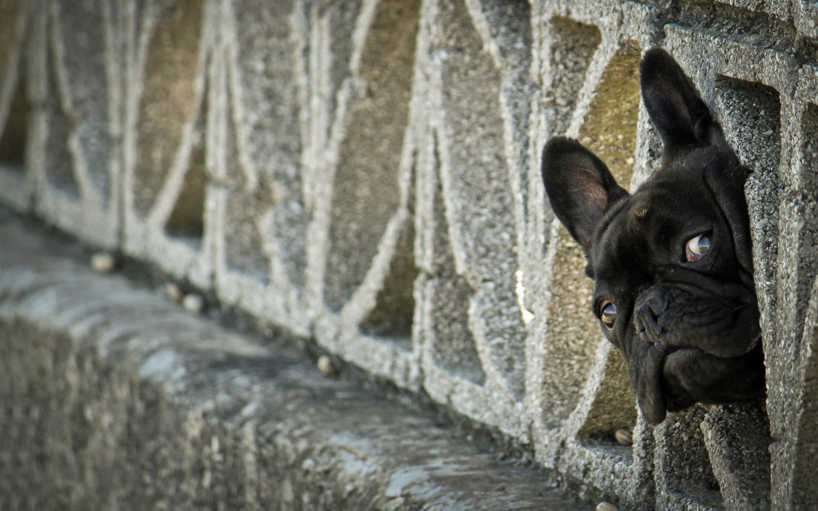 Download mobile wallpaper Animal, French Bulldog for free.