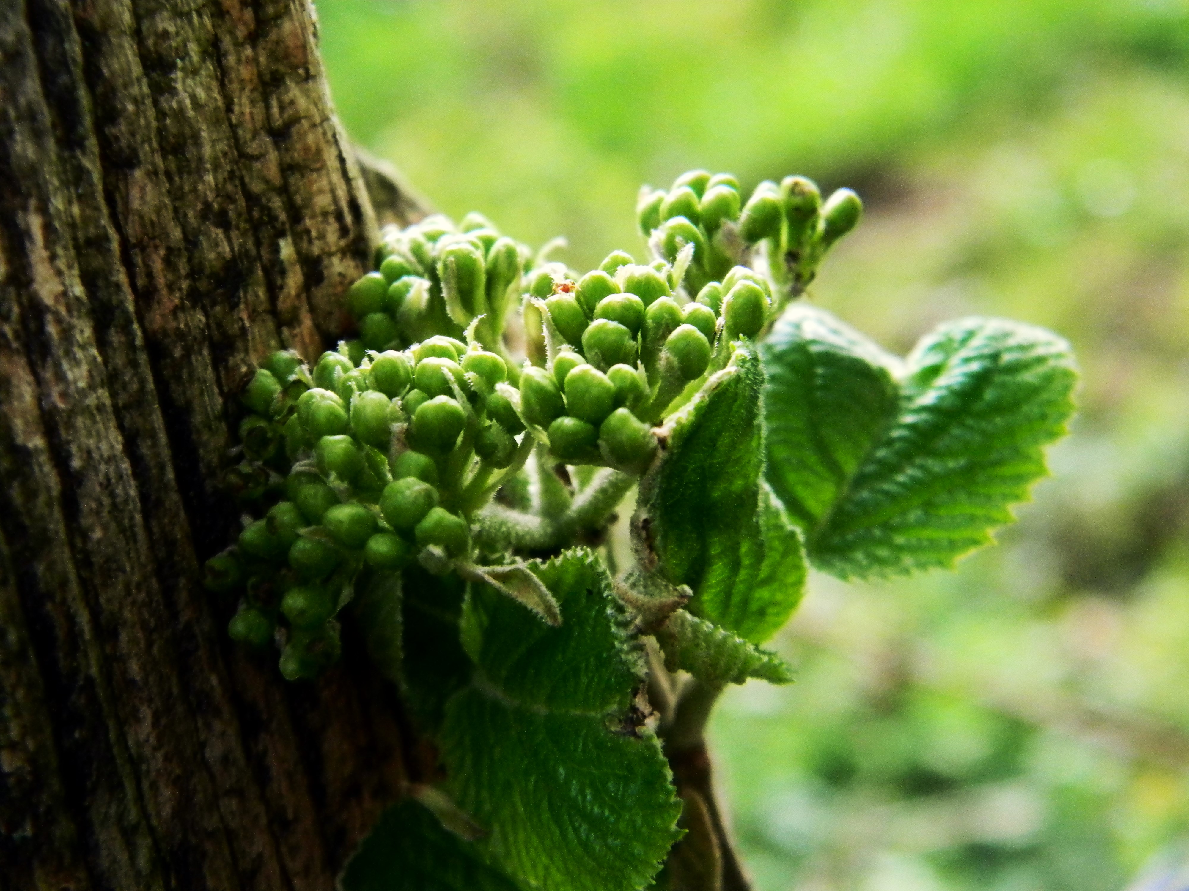 Téléchargez gratuitement l'image Fleurs, Fleur, Terre/nature sur le bureau de votre PC