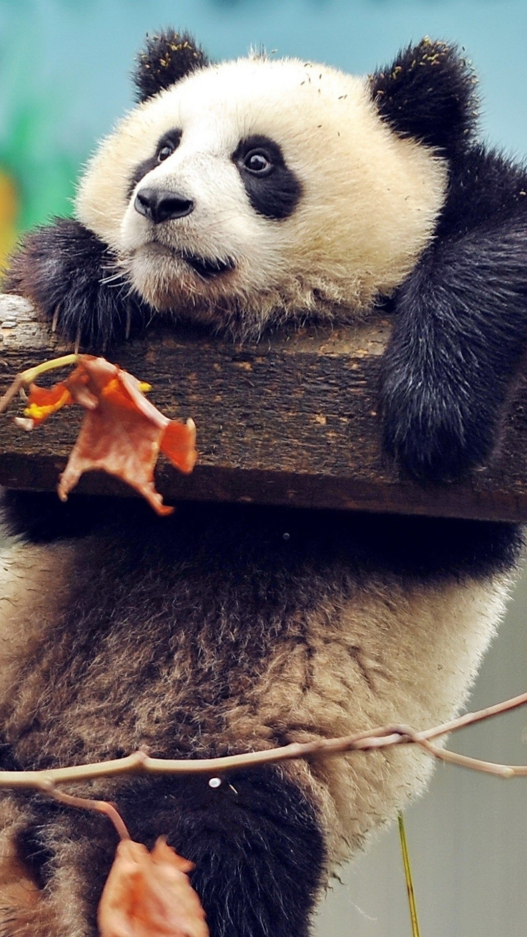 Download mobile wallpaper Leaf, Fall, Animal, Panda for free.