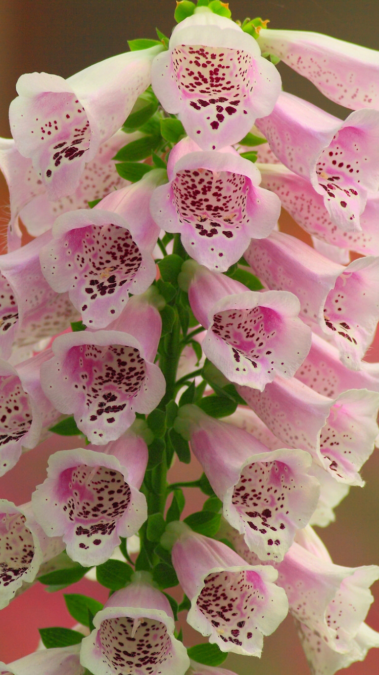 Téléchargez des papiers peints mobile Fleurs, Fleur, Digitale, La Nature, Terre/nature, Fleur Rose gratuitement.