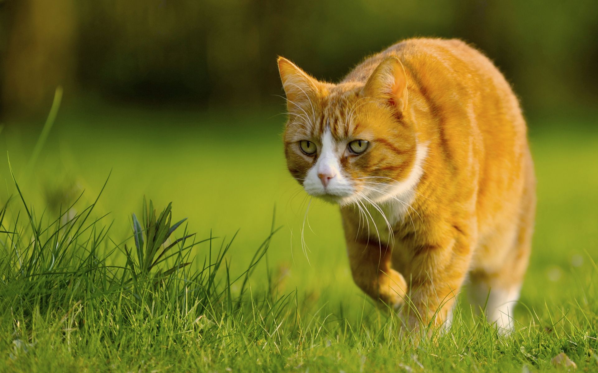 android animals, grass, cat, stroll, hunting, hunt