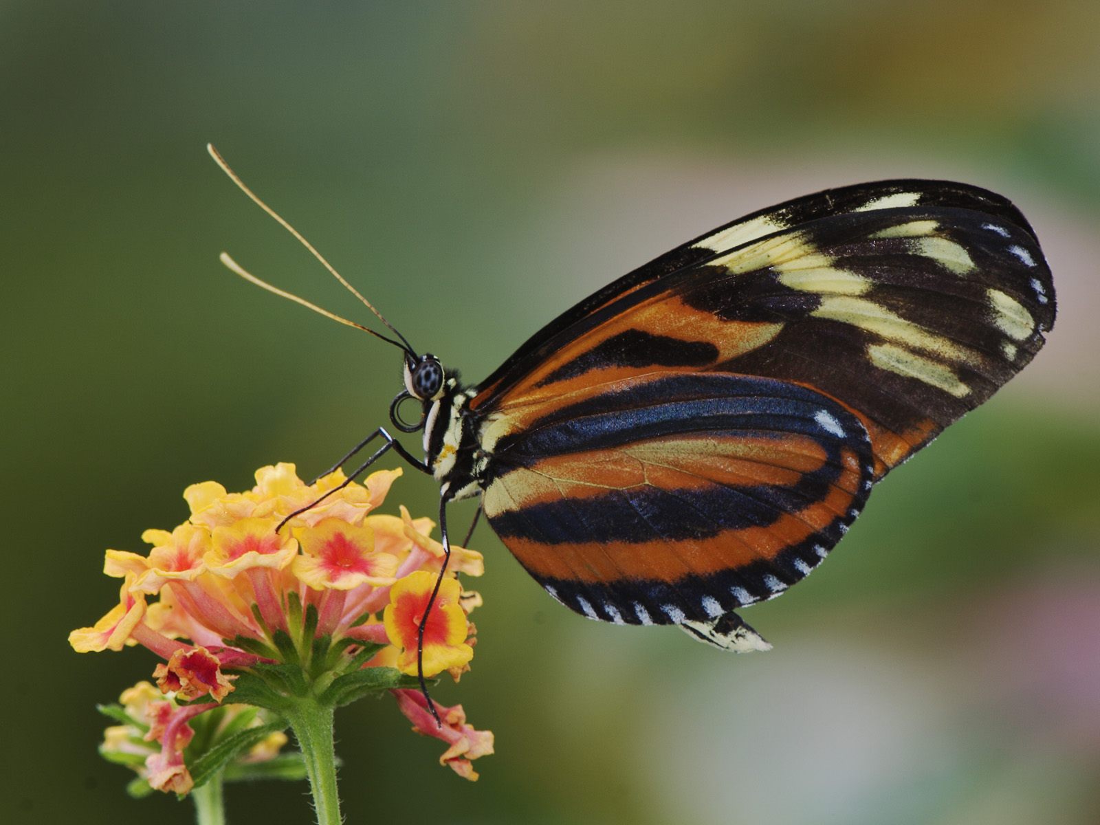 Free download wallpaper Butterfly, Animal on your PC desktop