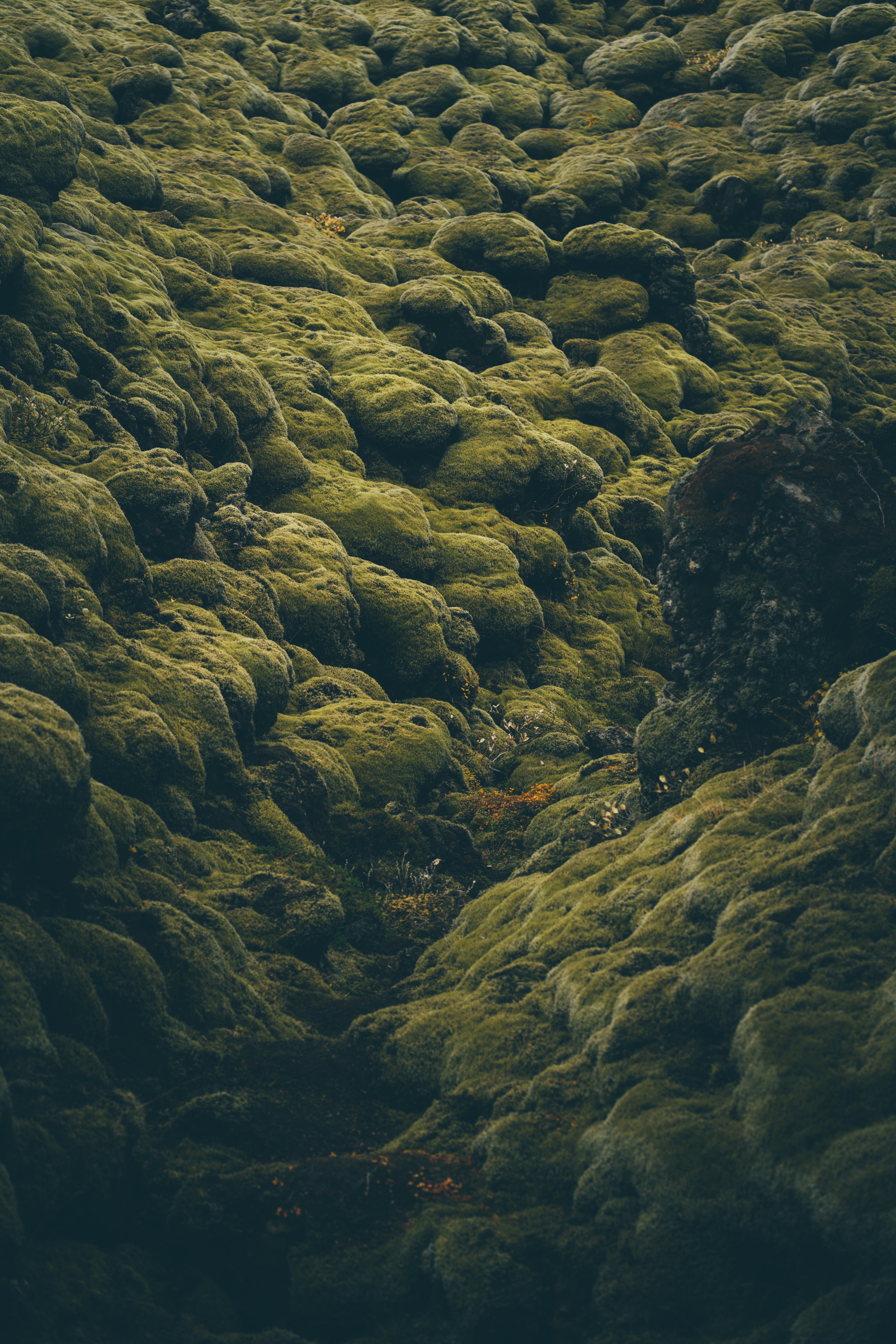 iceland, nature, stones, green, moss, coated, covered, pale
