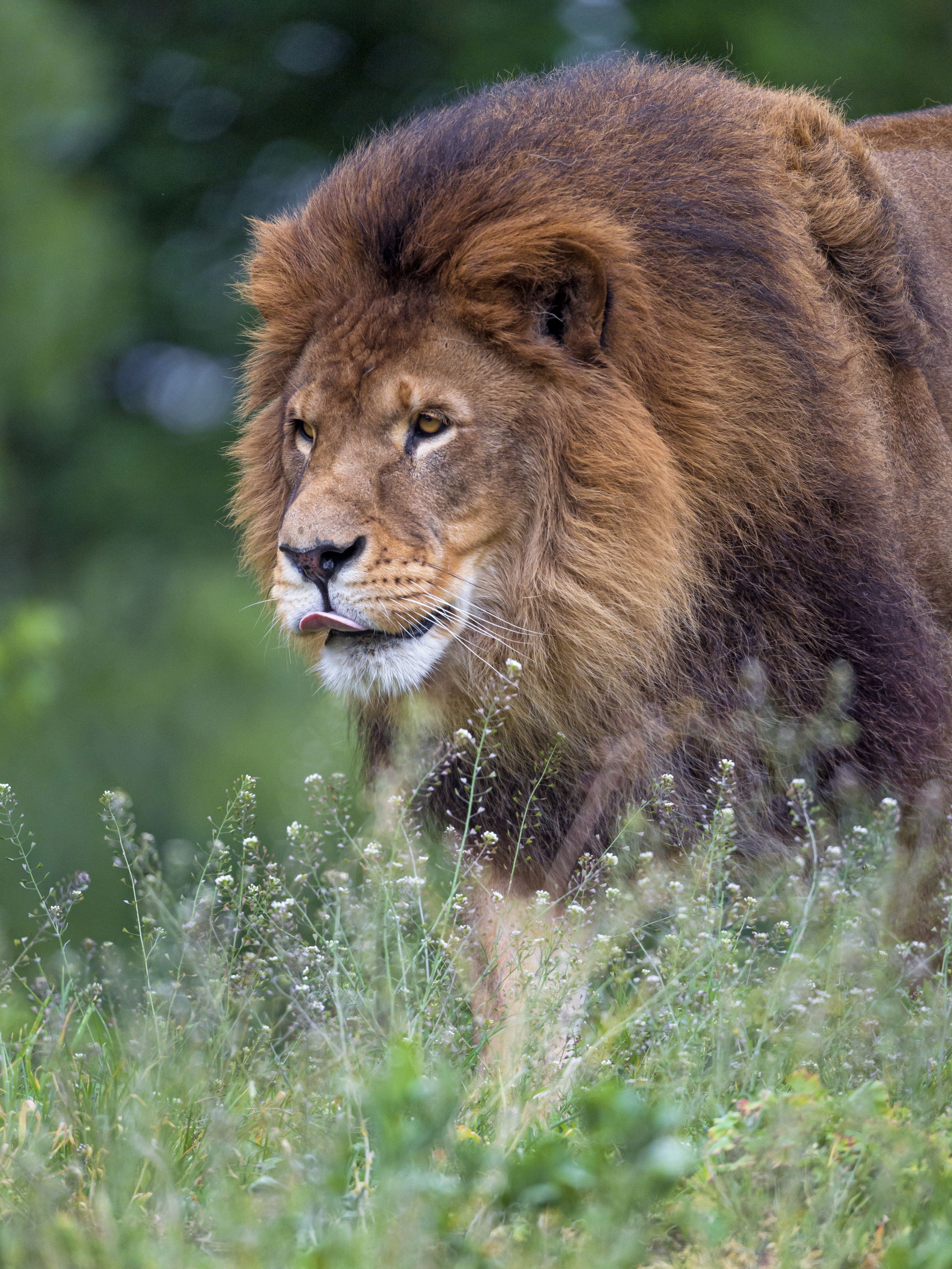 Free download wallpaper Tongue Stuck Out, Protruding Tongue, Animals, Predator, Big Cat, Mane, Lion on your PC desktop