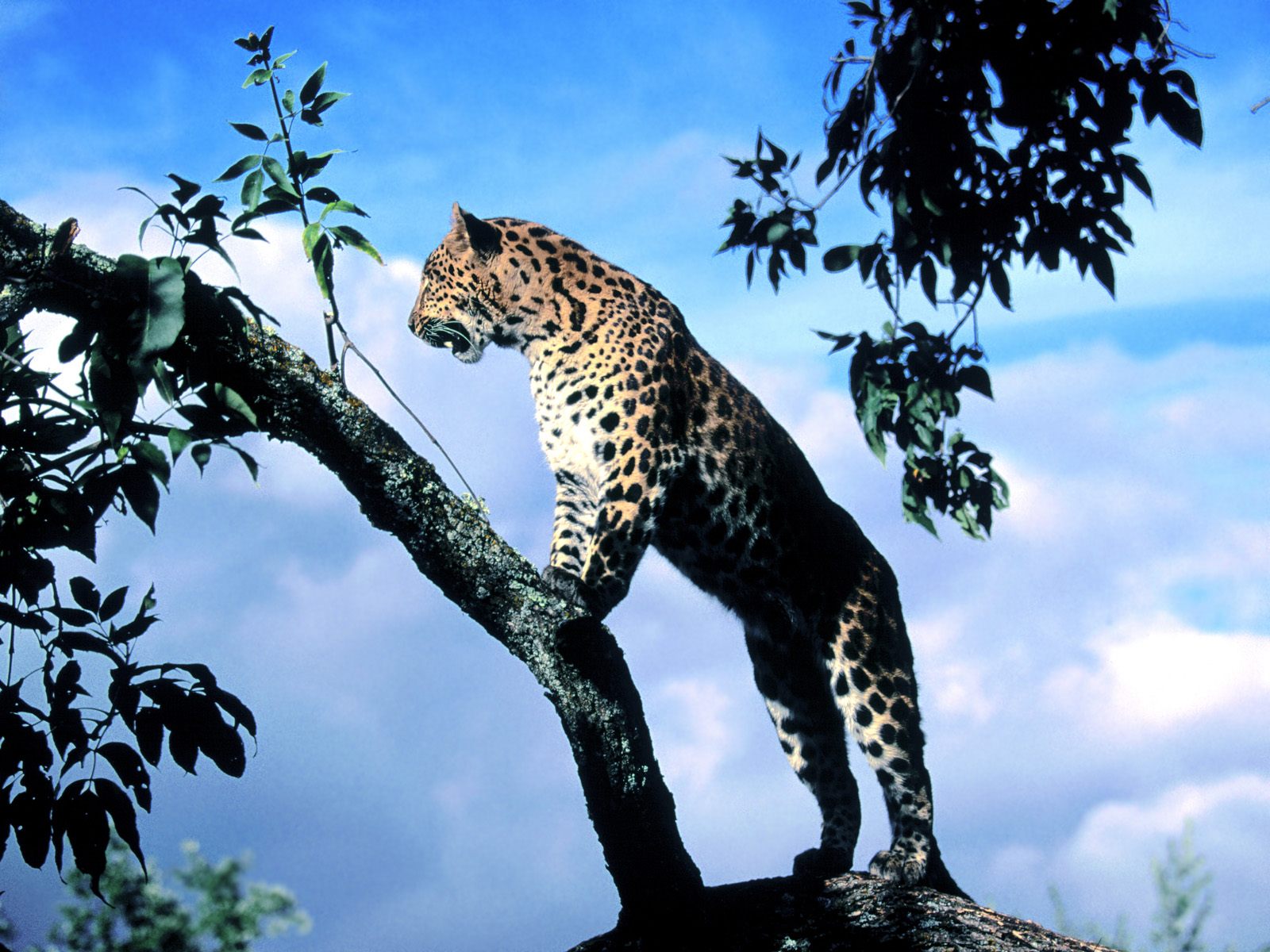 Free download wallpaper Leopard, Cats, Animal on your PC desktop