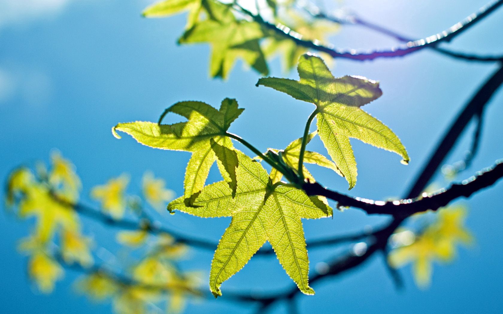 無料モバイル壁紙葉, 輝く, 光, 若い, 青い, 自然, スカイ, 春をダウンロードします。