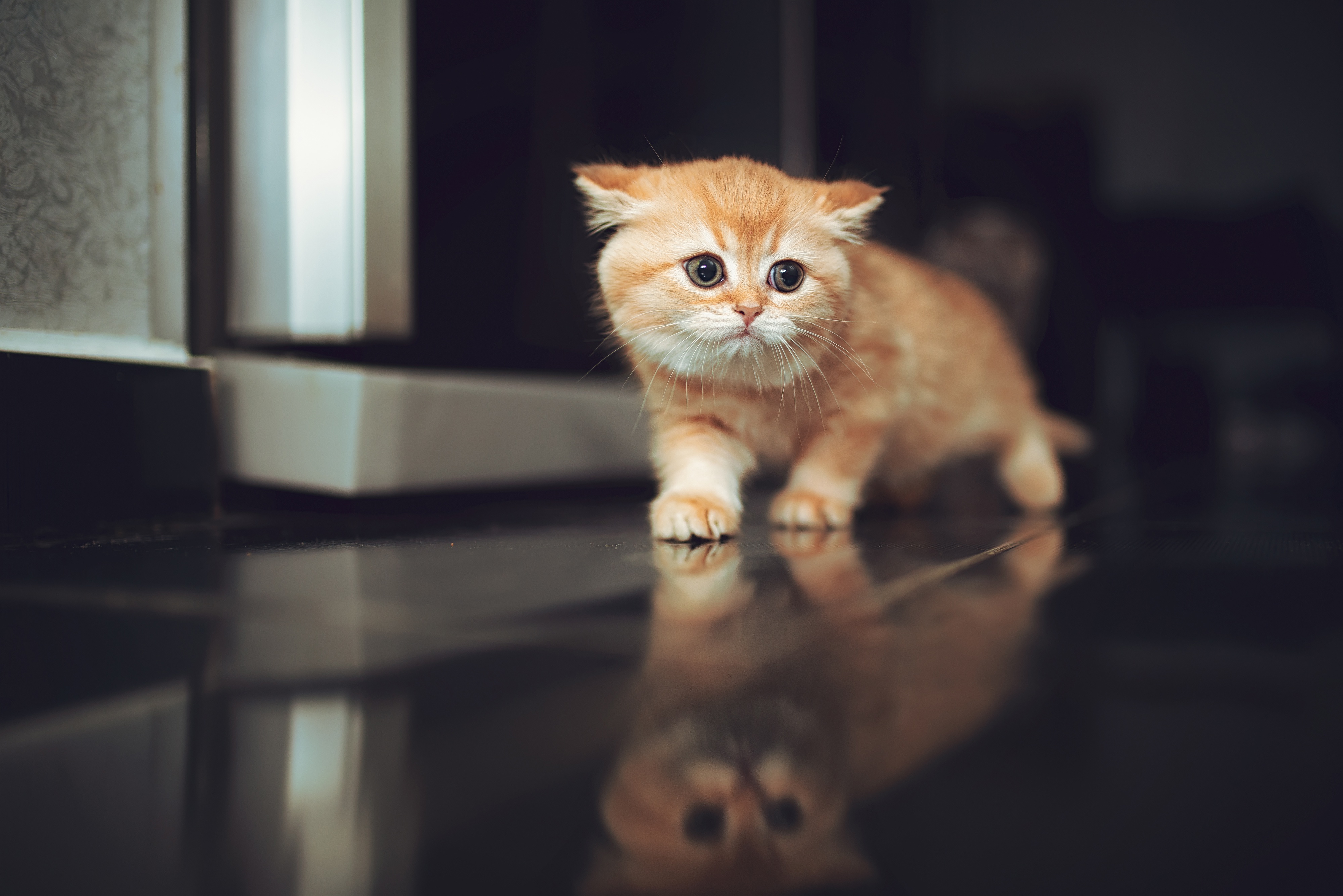 Free download wallpaper Cats, Reflection, Cat, Kitten, Animal, Baby Animal on your PC desktop