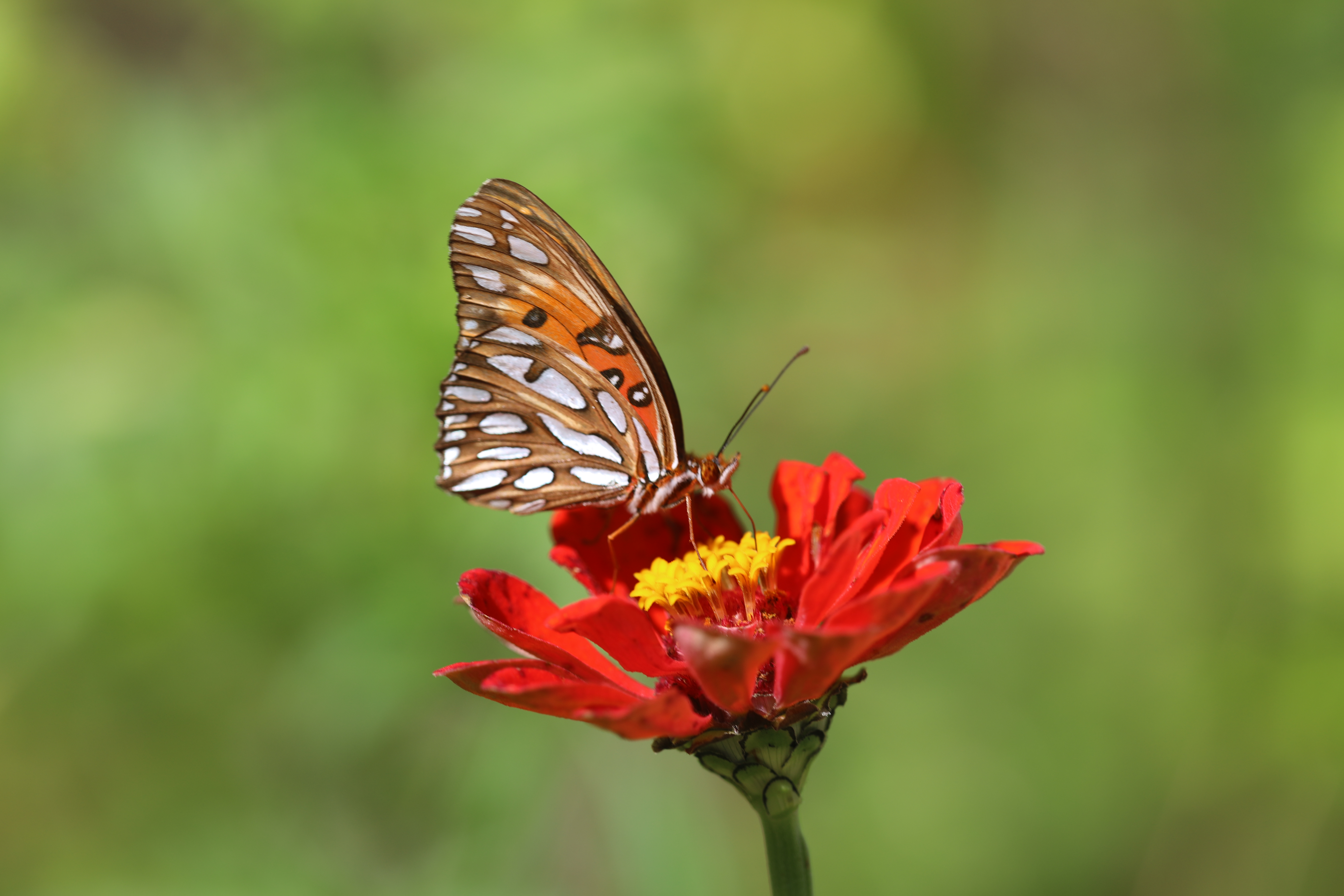 59814 скачать картинку бабочка, цветок, макро, коричневый, насекомое - обои и заставки бесплатно