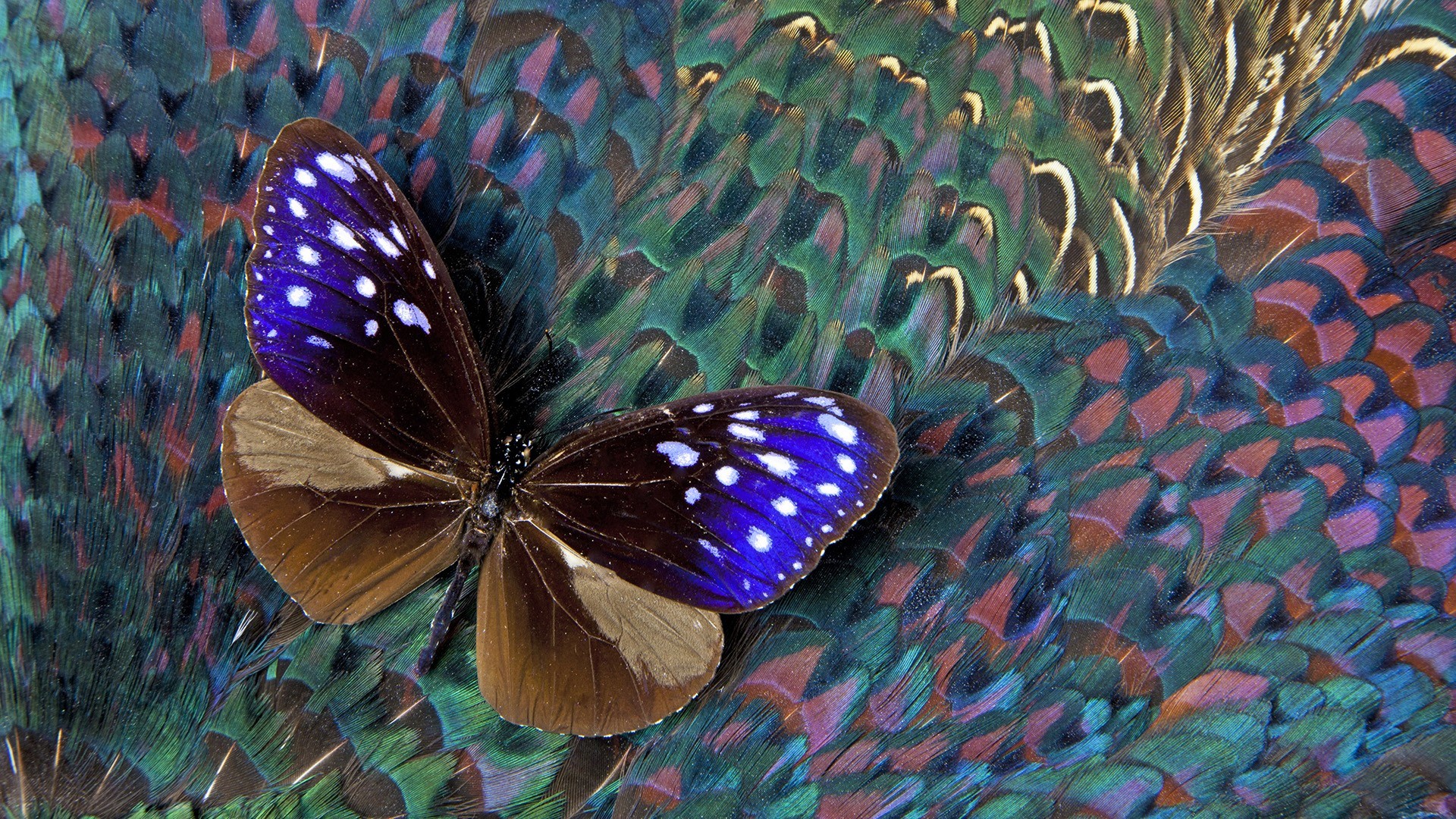 Laden Sie das Tiere, Schmetterlinge, Feder, Farben, Bunt-Bild kostenlos auf Ihren PC-Desktop herunter
