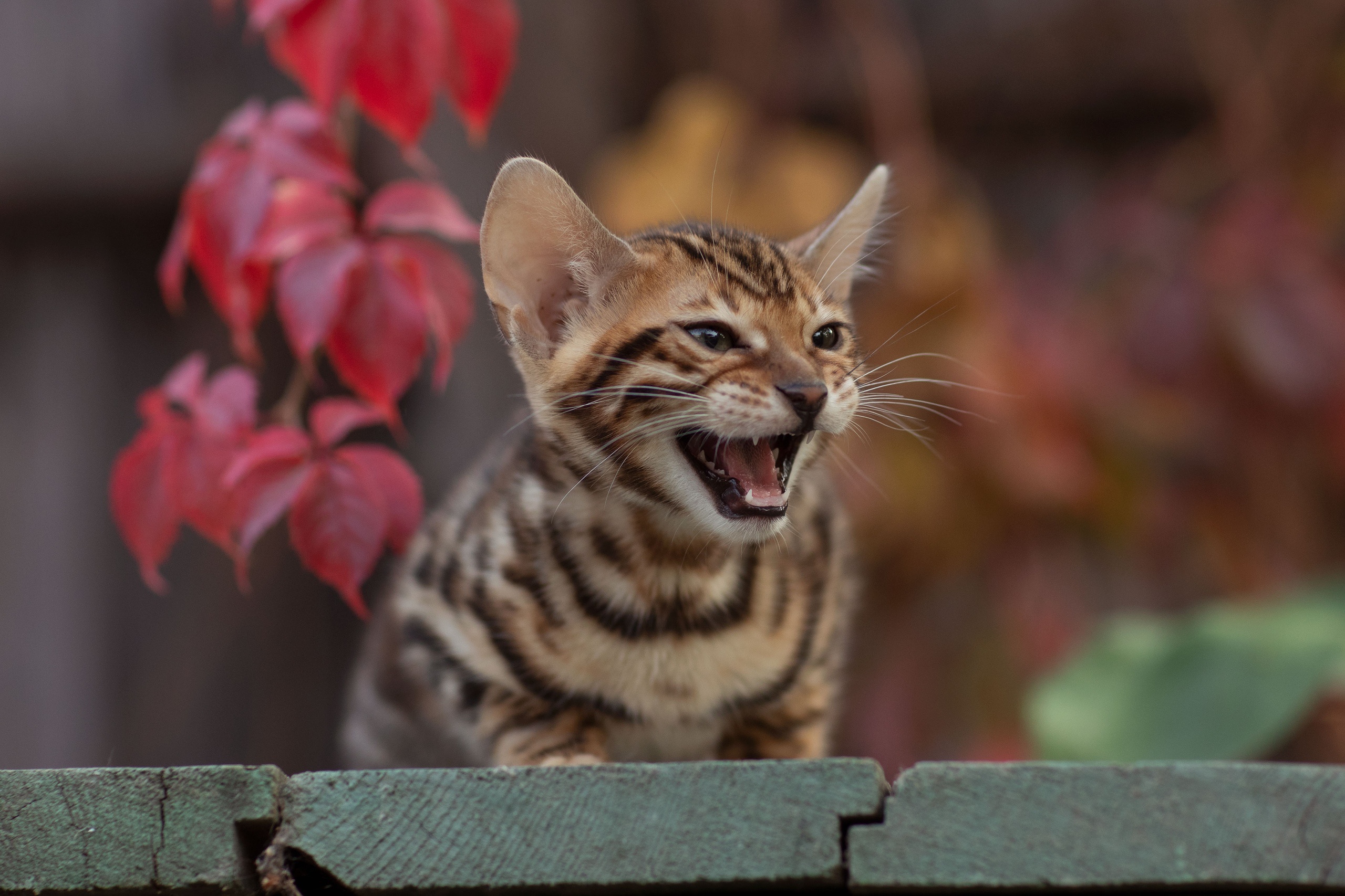 Baixar papel de parede para celular de Animais, Gatos, Gato, Gatinho, Animal Bebê gratuito.