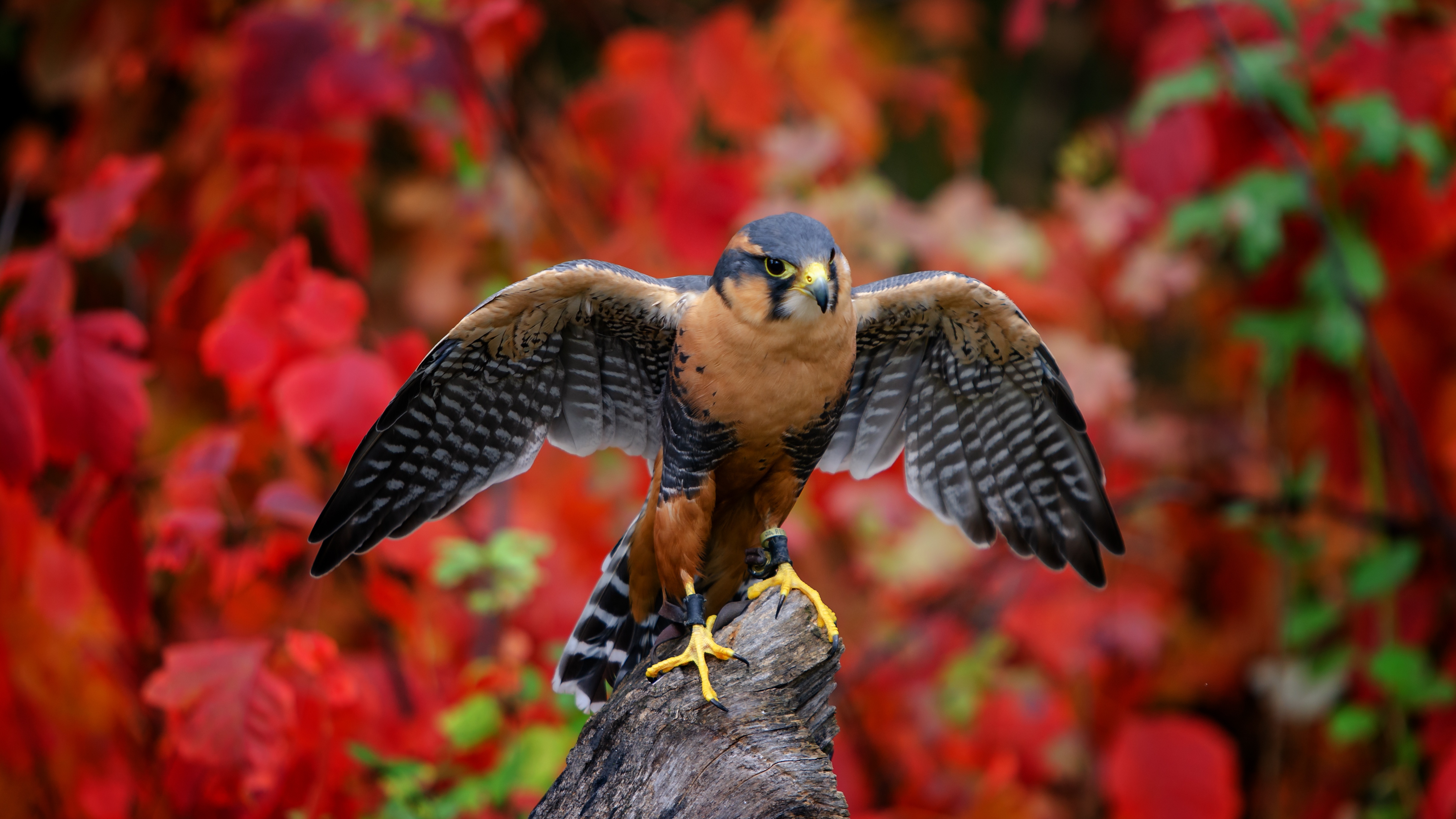 Download mobile wallpaper Birds, Bird, Falcon, Animal, Bird Of Prey for free.