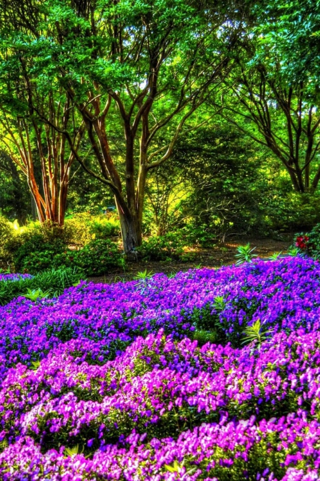 Download mobile wallpaper Nature, Flowers, Flower, Park, Tree, Earth, Purple Flower for free.