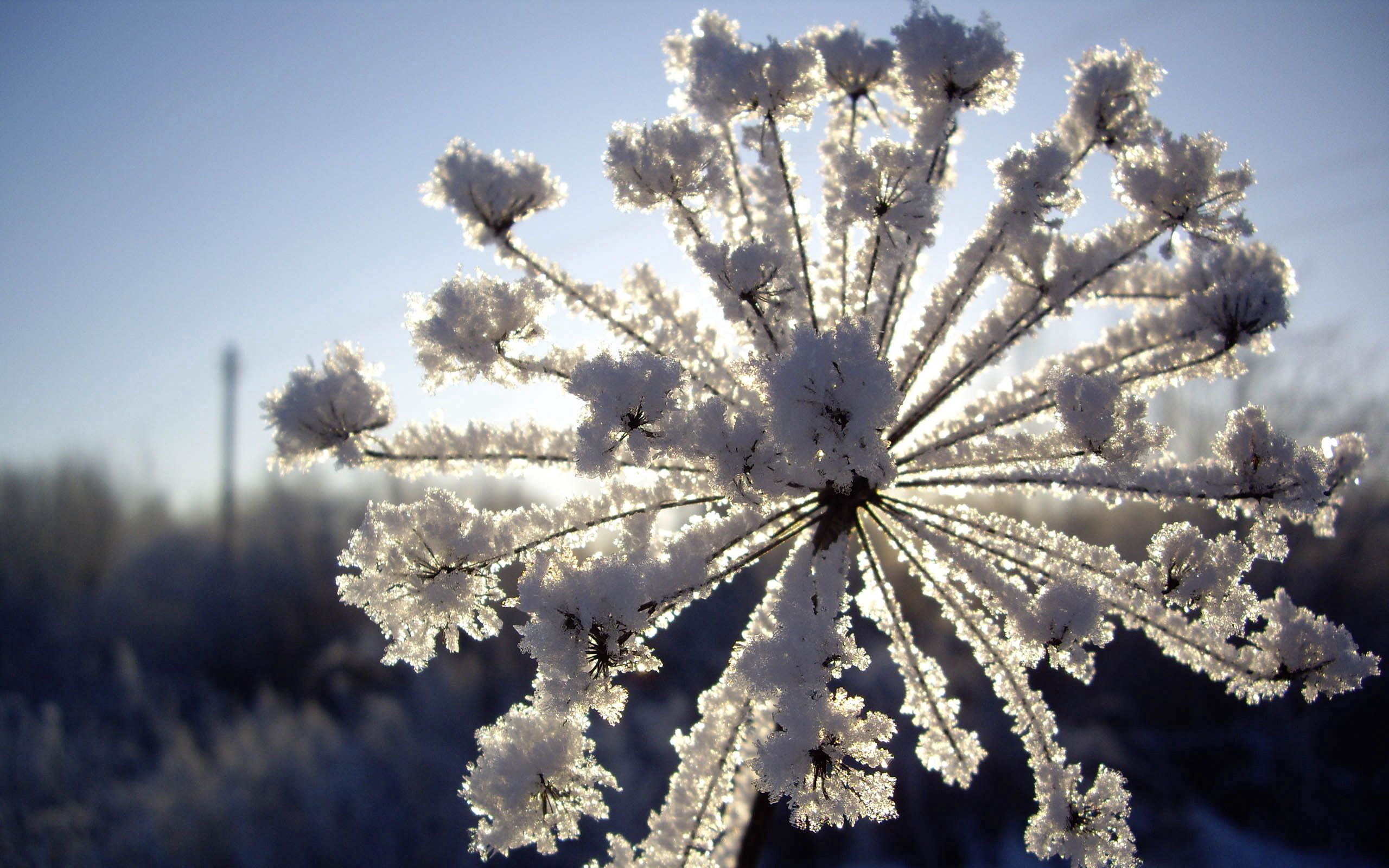 PCデスクトップに冬, 自然, 雪, 霜, ディル画像を無料でダウンロード