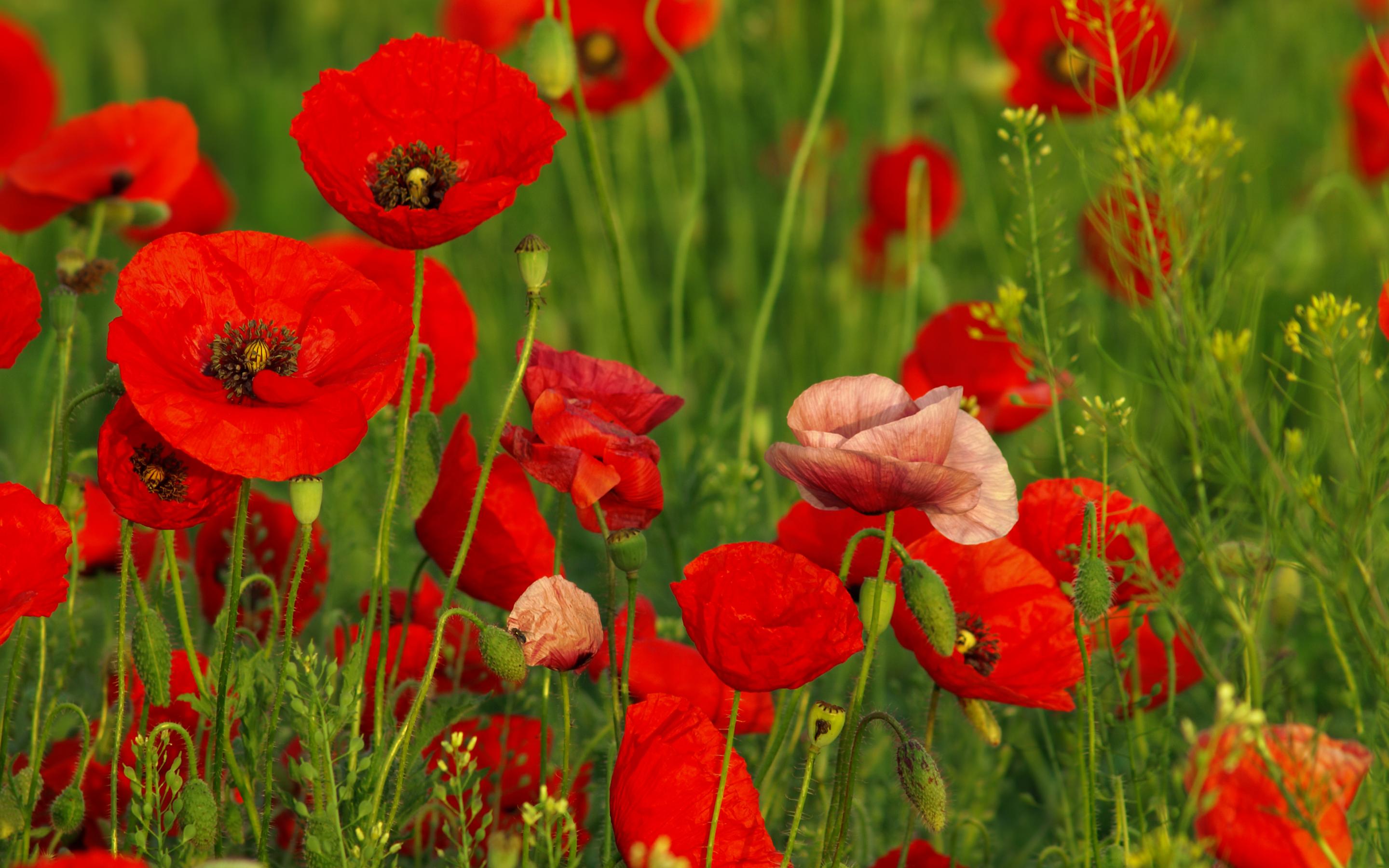 Handy-Wallpaper Blumen, Mohn, Blume, Erde/natur kostenlos herunterladen.