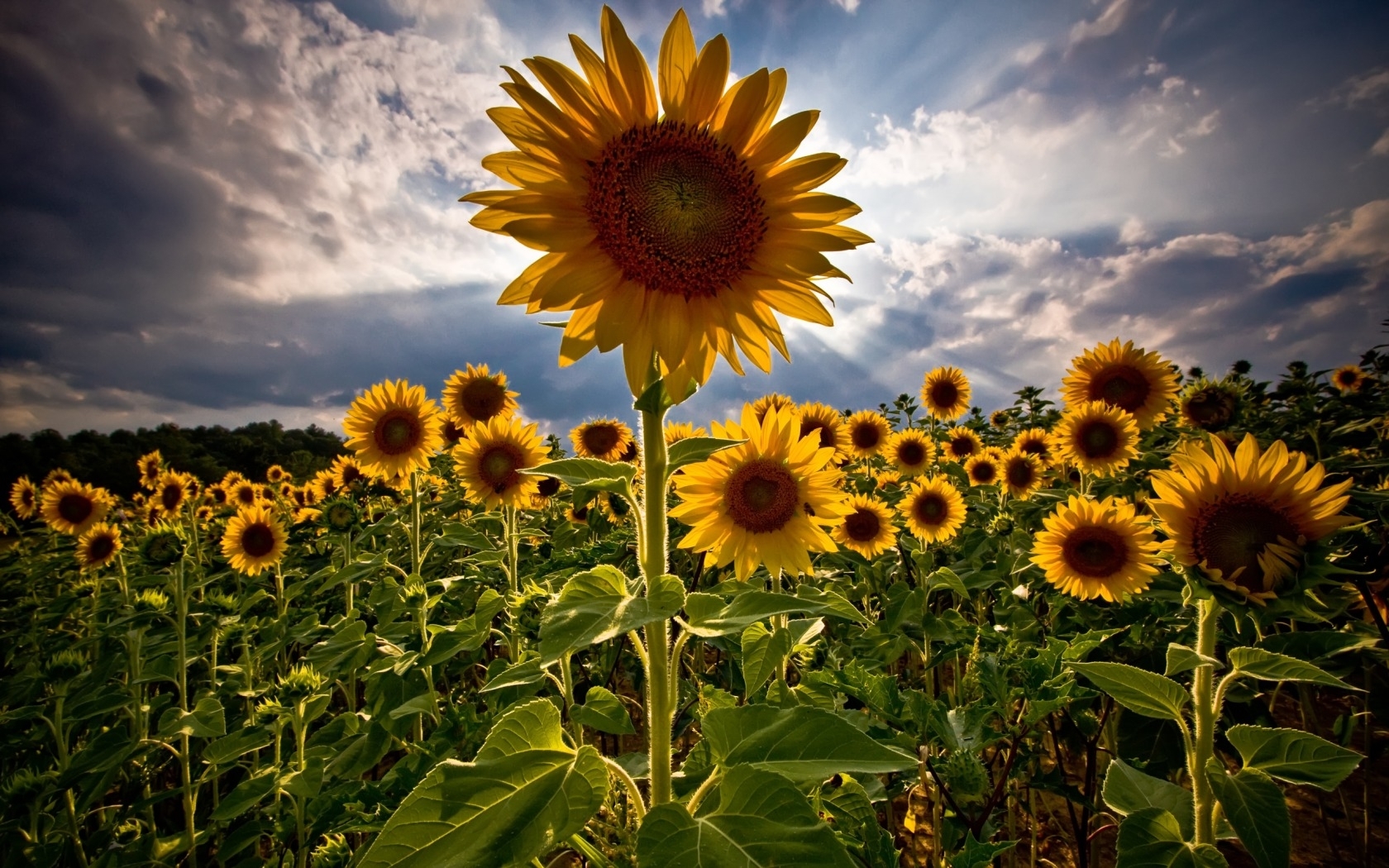 Laden Sie das Sky, Pflanzen, Sonnenblumen-Bild kostenlos auf Ihren PC-Desktop herunter
