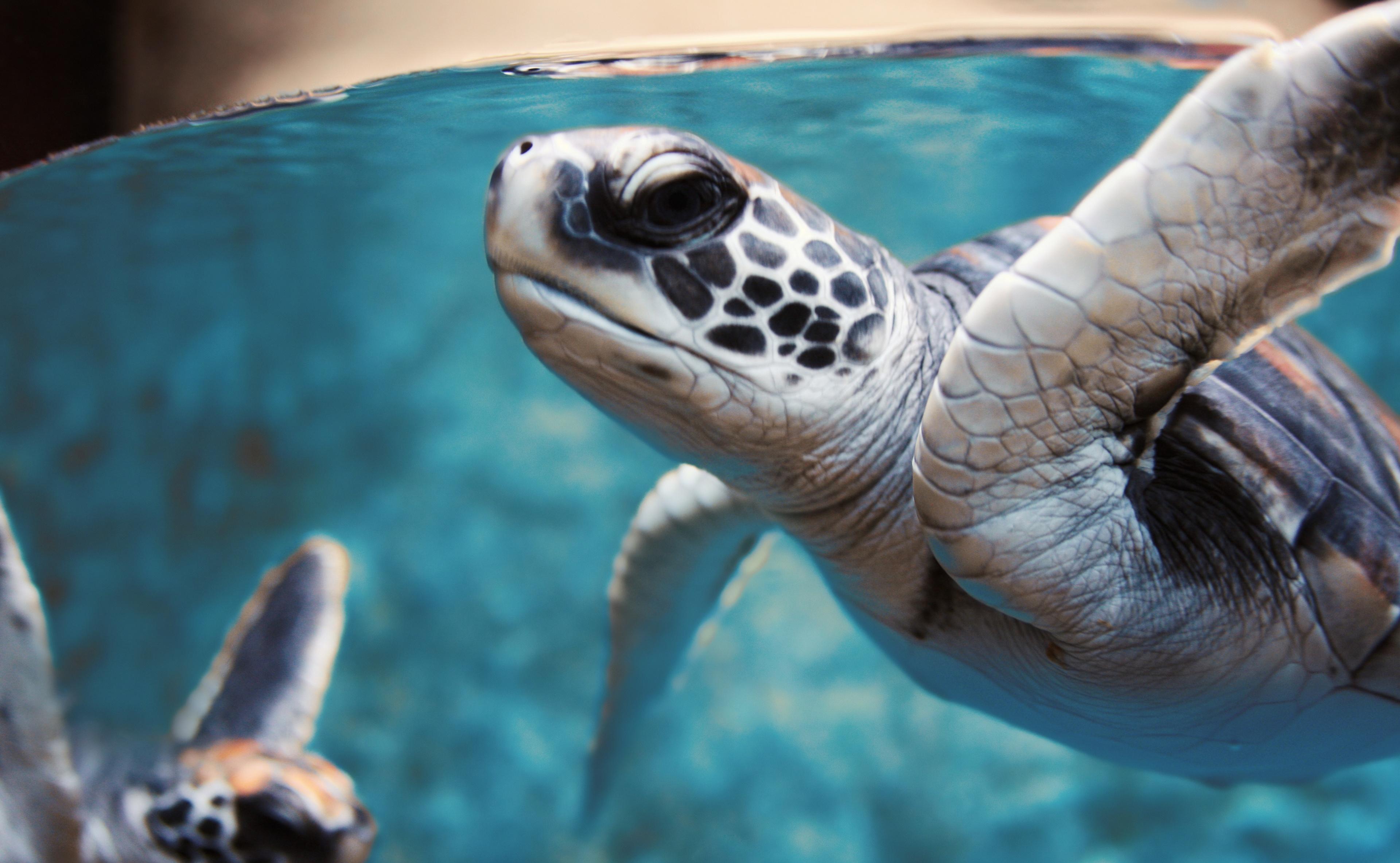 329691 descargar fondo de pantalla animales, tortuga marina, tortuga, tortugas: protectores de pantalla e imágenes gratis