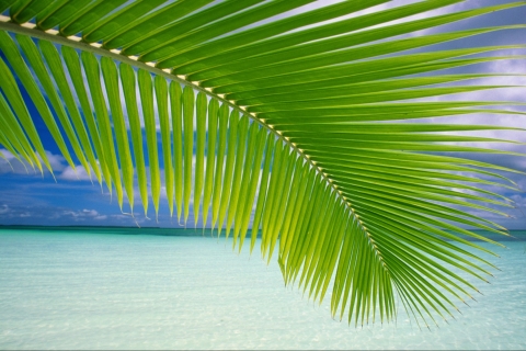 Descarga gratuita de fondo de pantalla para móvil de Playa, Océano, Zona Tropical, Tierra/naturaleza.