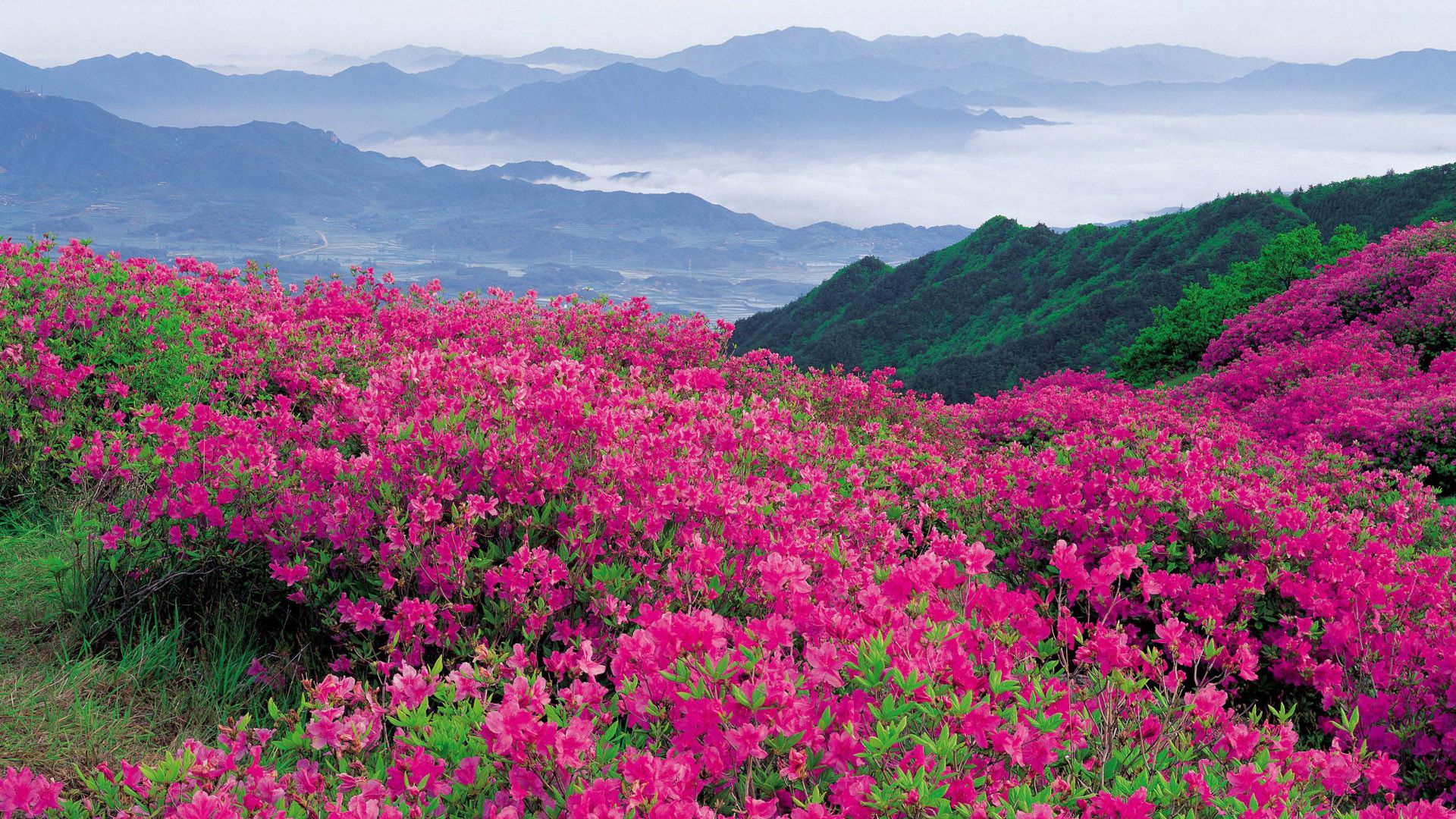Téléchargez gratuitement l'image Distance, Dahl, Nature, Fleurs, Montagnes sur le bureau de votre PC