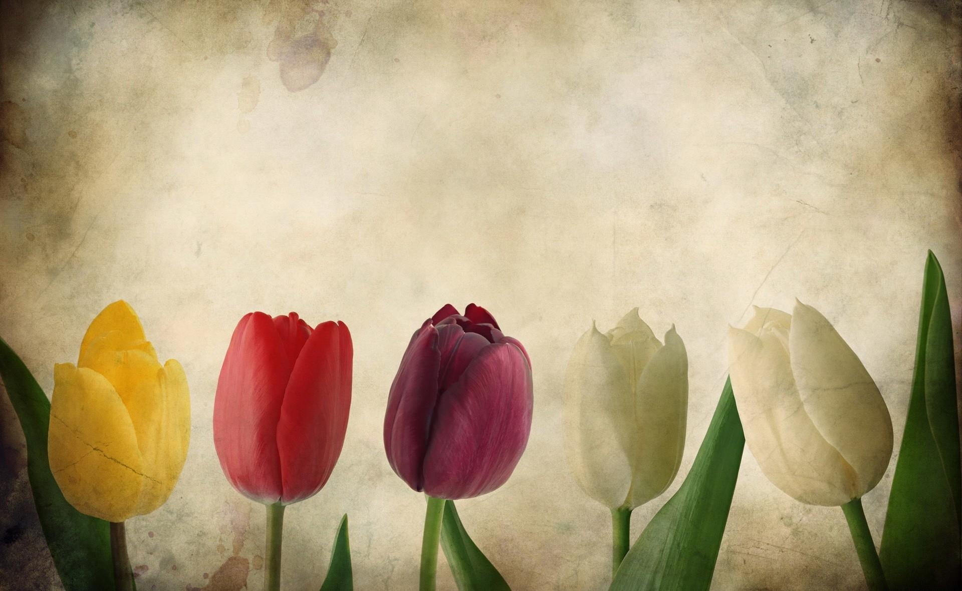 106715 descargar imagen flores, tulipanes, papel, fila: fondos de pantalla y protectores de pantalla gratis