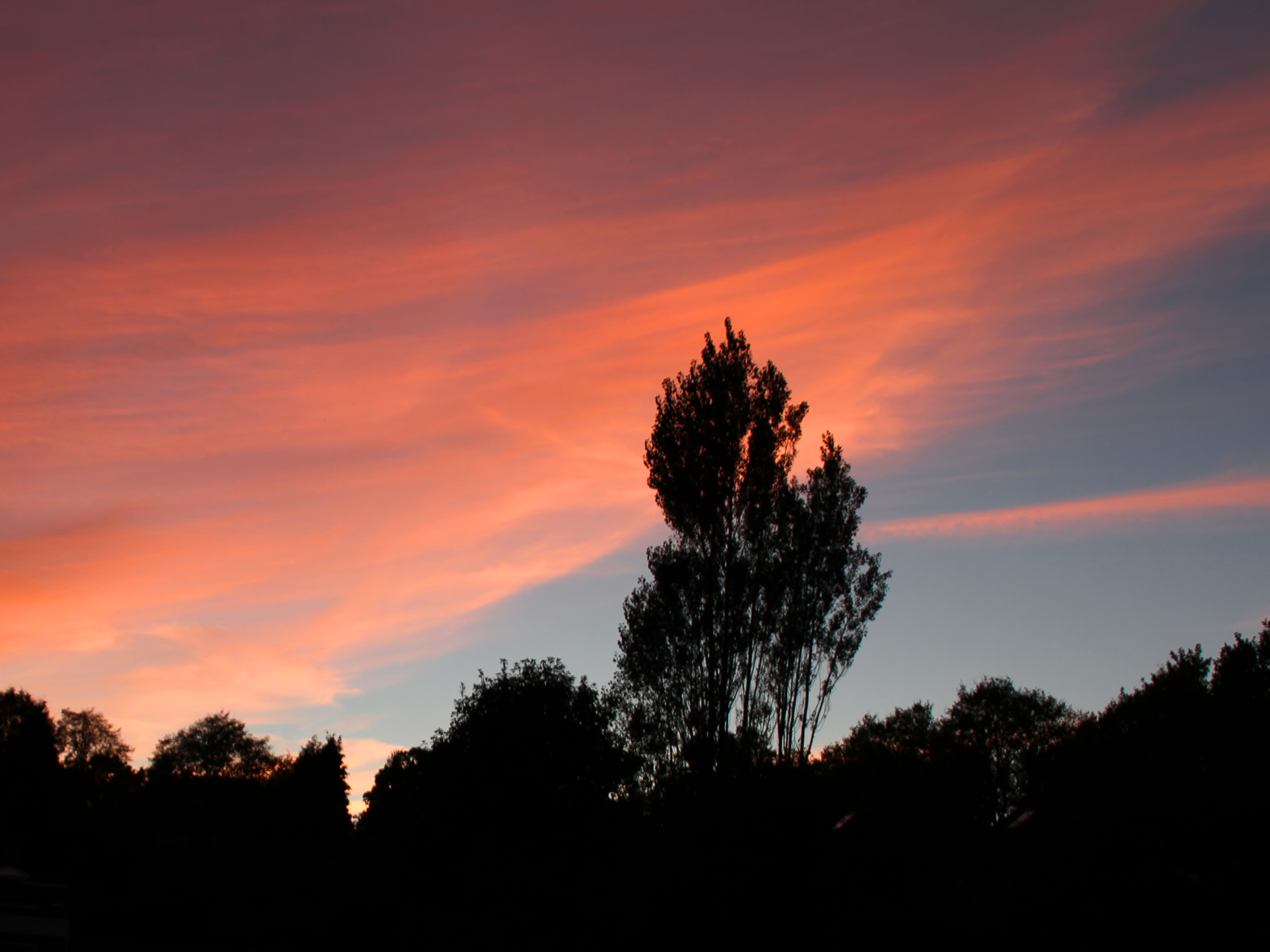 Laden Sie das Natur, Sky, Clouds, Holz, Baum, Abend, Sunset-Bild kostenlos auf Ihren PC-Desktop herunter