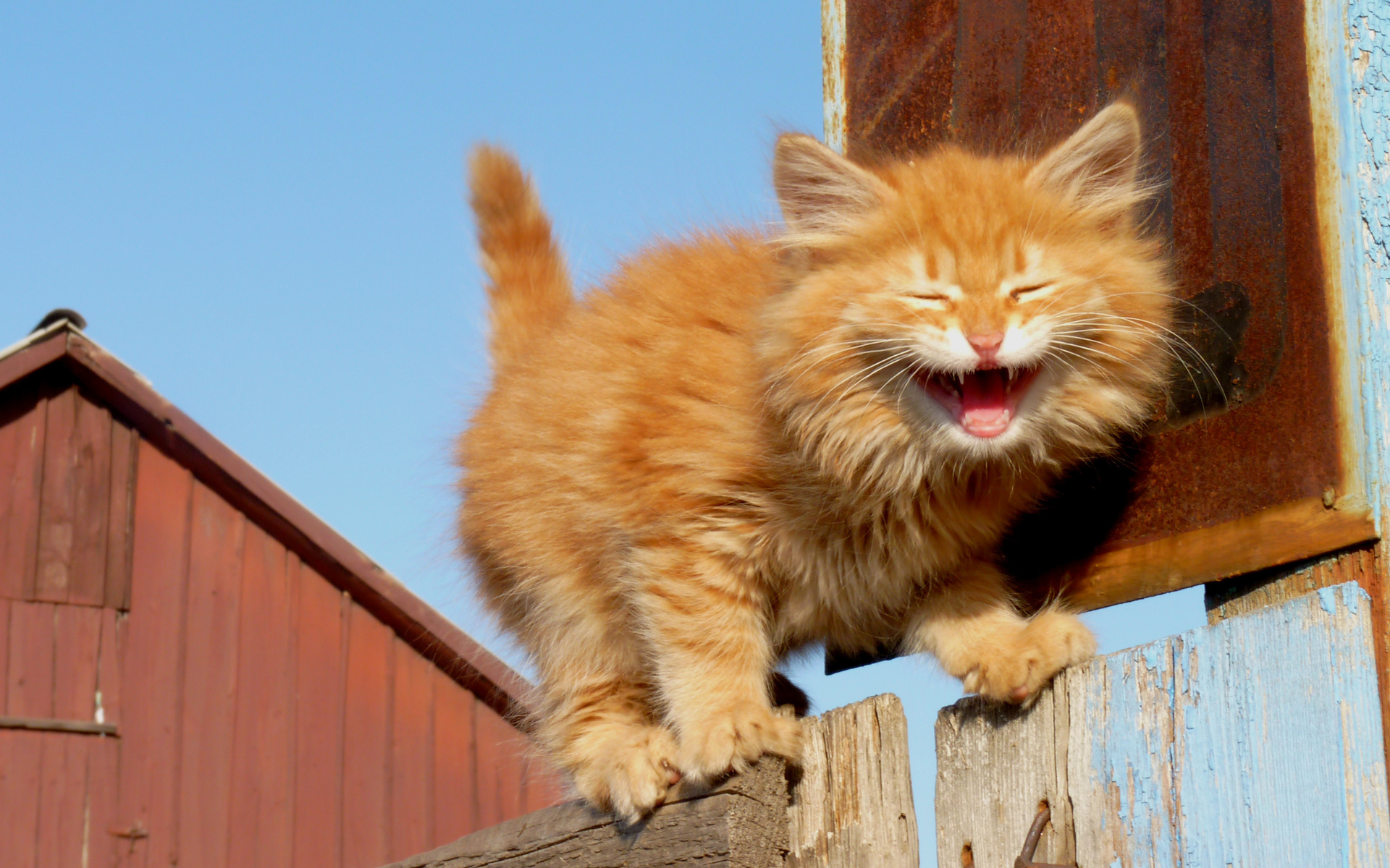 Baixe gratuitamente a imagem Animais, Gatos, Gato, Gatinho, Fofo na área de trabalho do seu PC