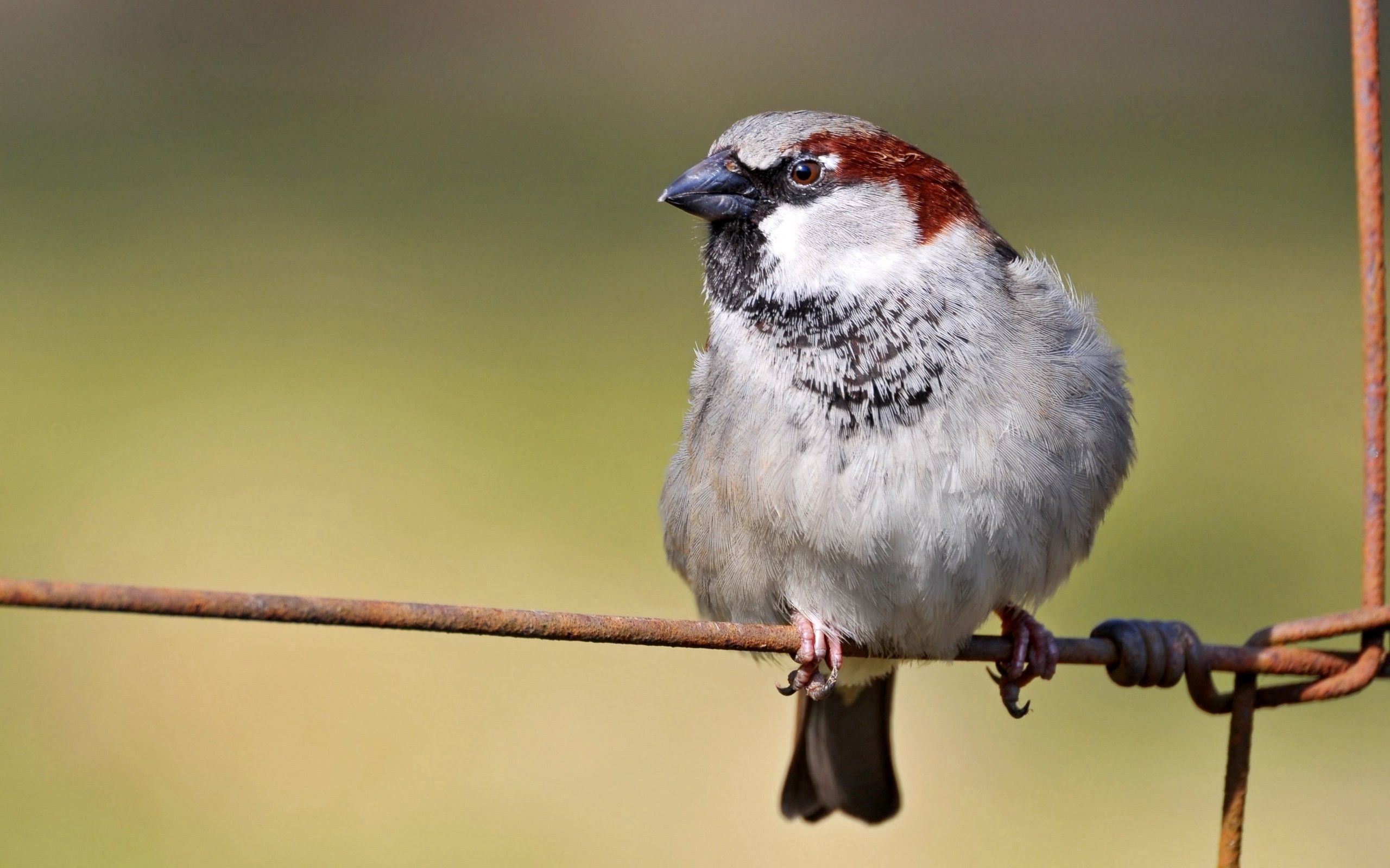 sparrow, animals, bird, sit, branch 32K