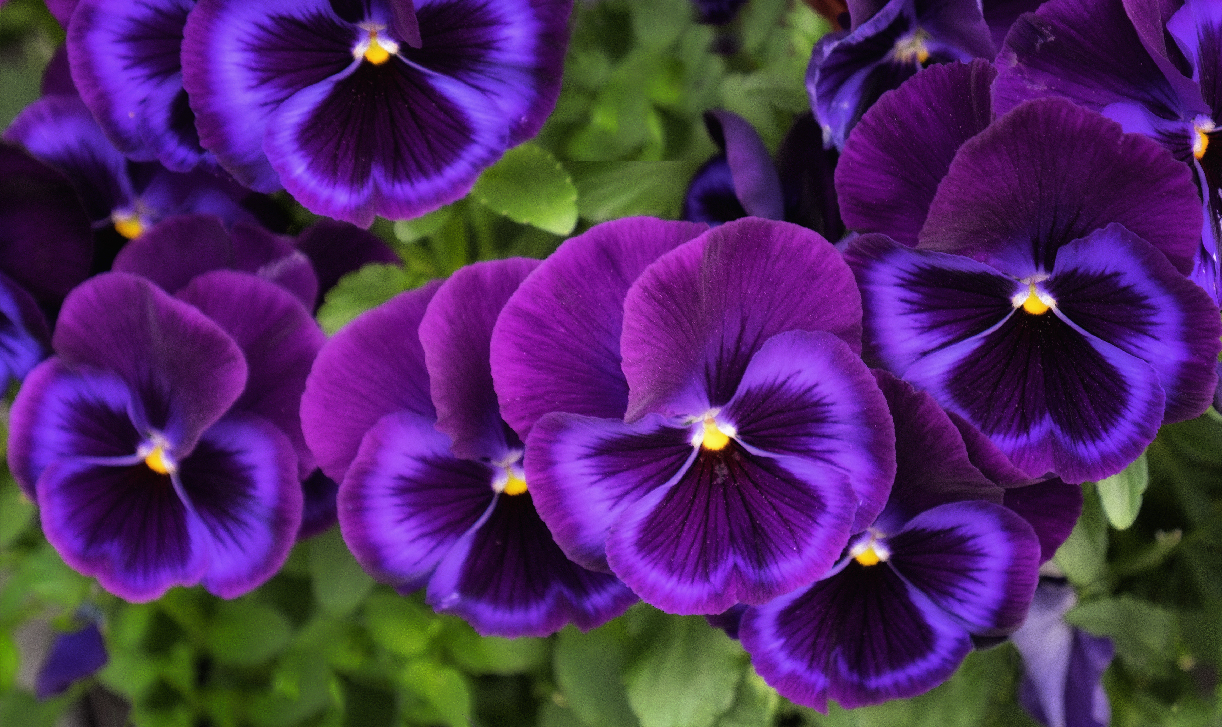 Descarga gratuita de fondo de pantalla para móvil de Flores, Flor, Flor Purpura, Tierra/naturaleza, Viola × Wittrockiana.