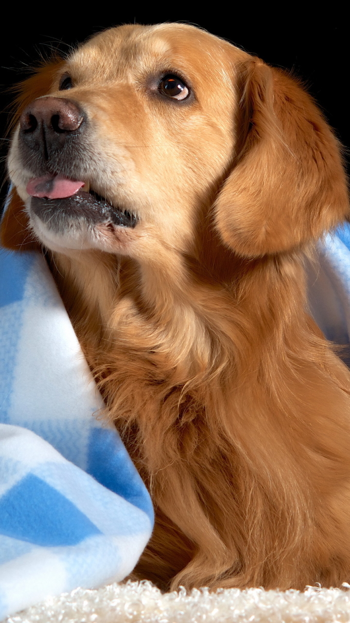 Download mobile wallpaper Dogs, Animal, Golden Retriever for free.