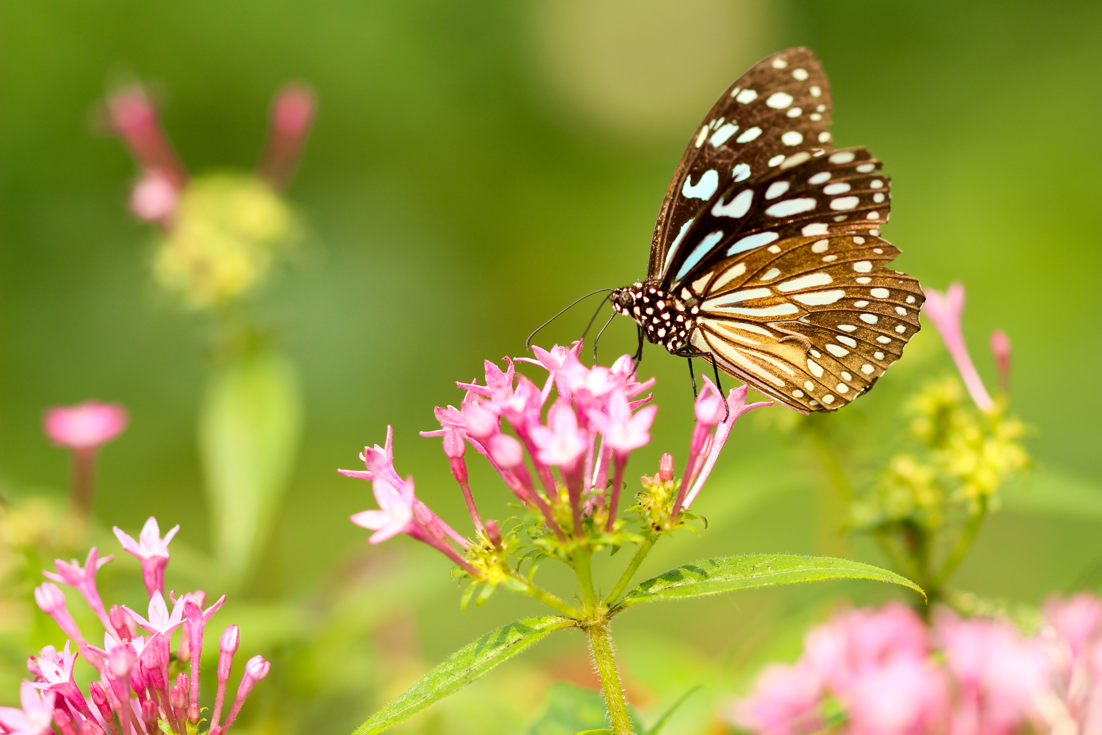Download mobile wallpaper Macro, Wings, Flowers, Patterns, Butterfly for free.