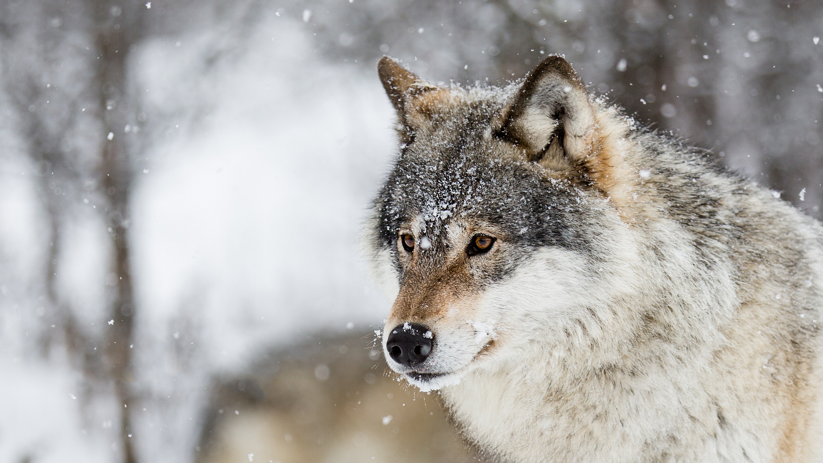 Скачать обои бесплатно Животные, Волки, Волк, Снегопад картинка на рабочий стол ПК
