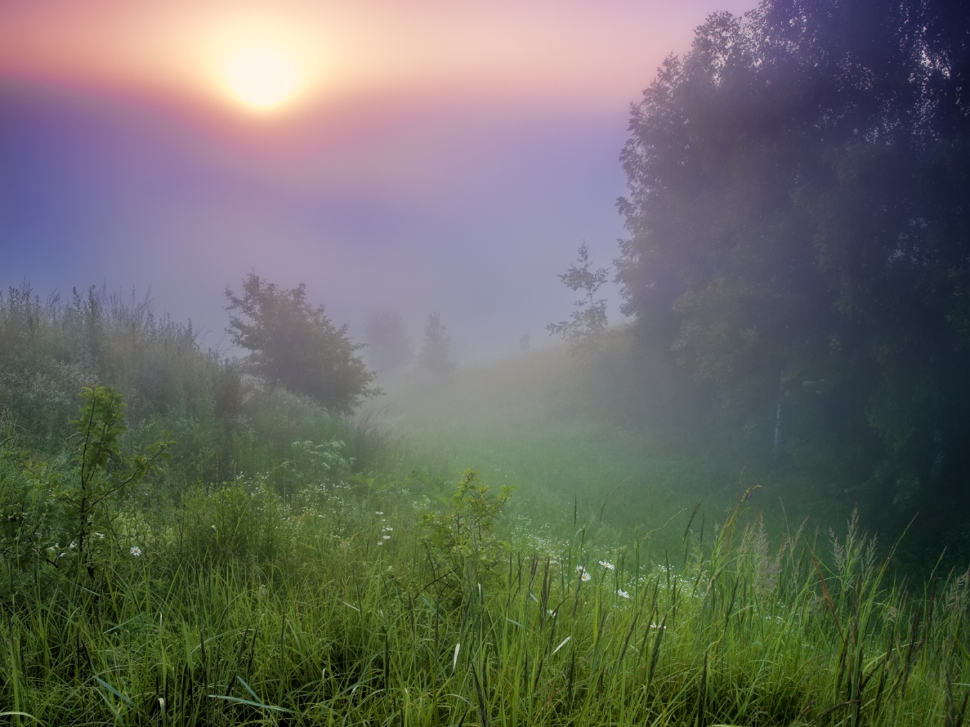 Free download wallpaper Sunset, Grass, Landscape, Trees on your PC desktop