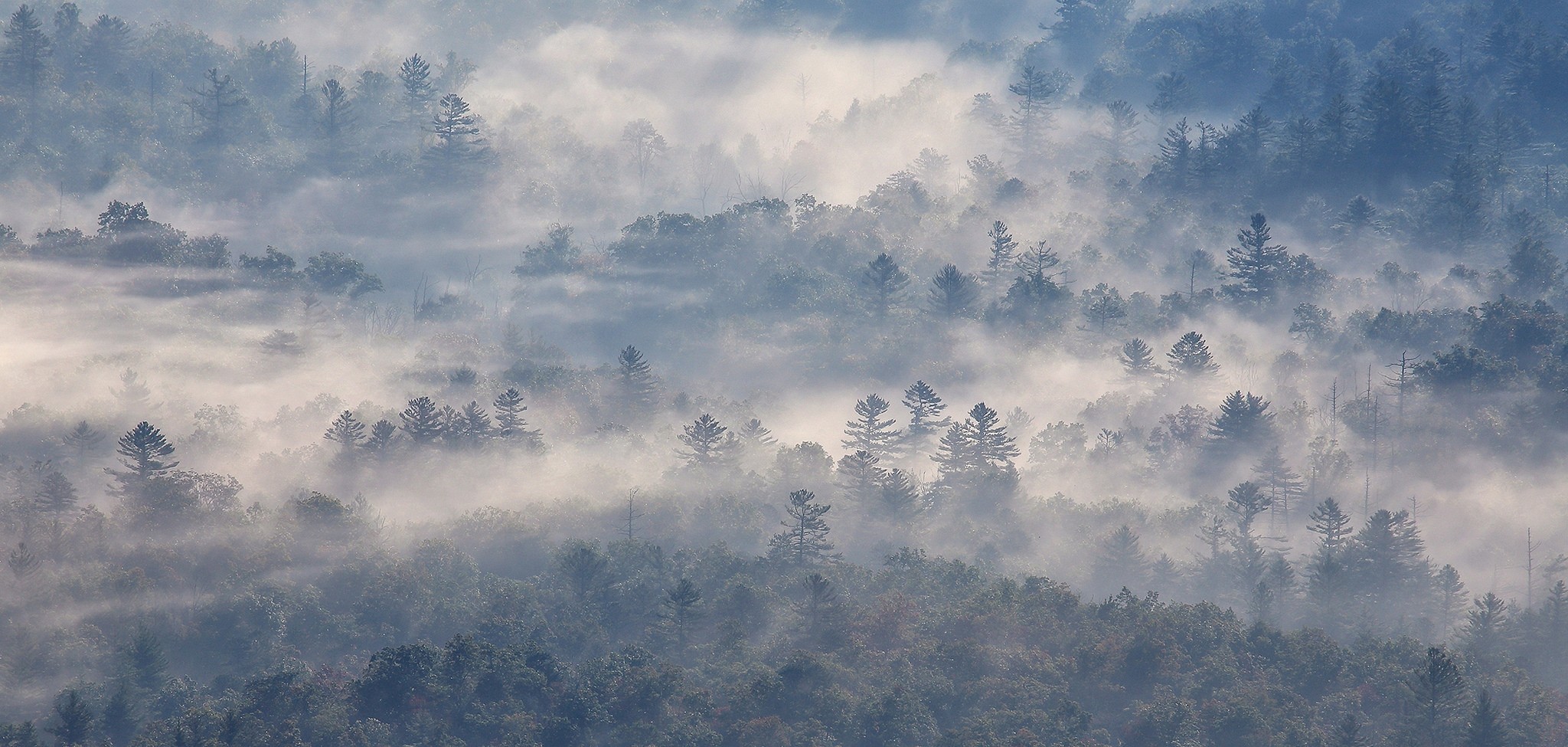 Descarga gratis la imagen Bosque, Niebla, Tierra/naturaleza en el escritorio de tu PC