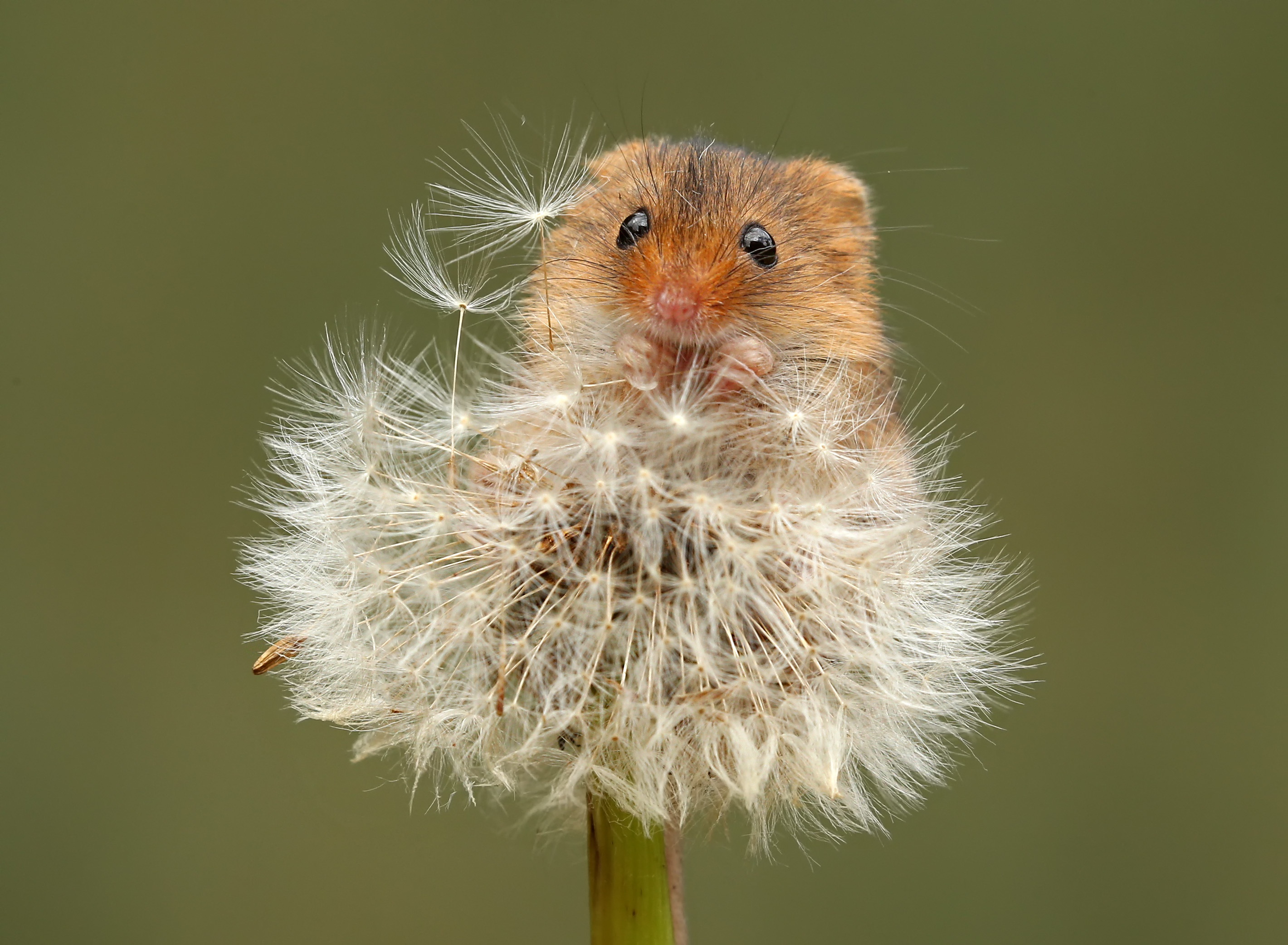 Download mobile wallpaper Macro, Animal, Mouse, Rodent, Dandelion for free.