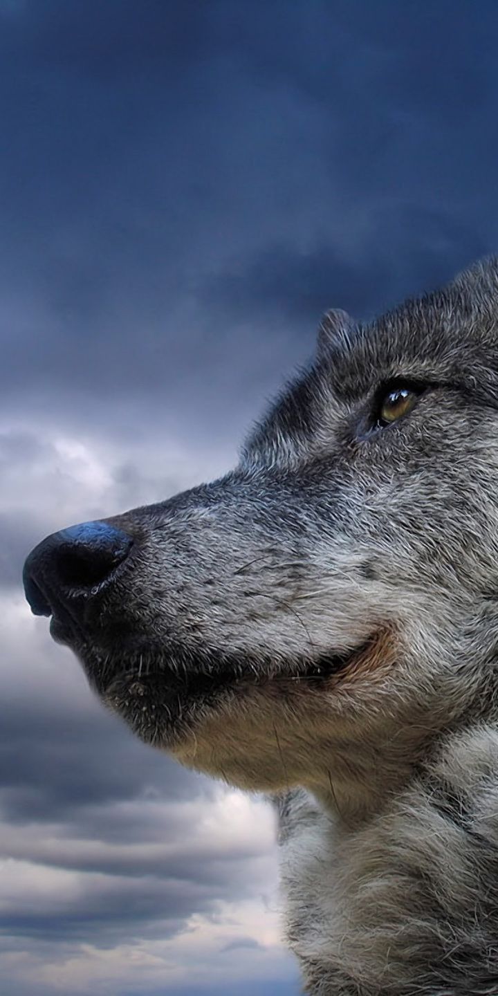 wolf, animal, gray wolf, wolves Full HD
