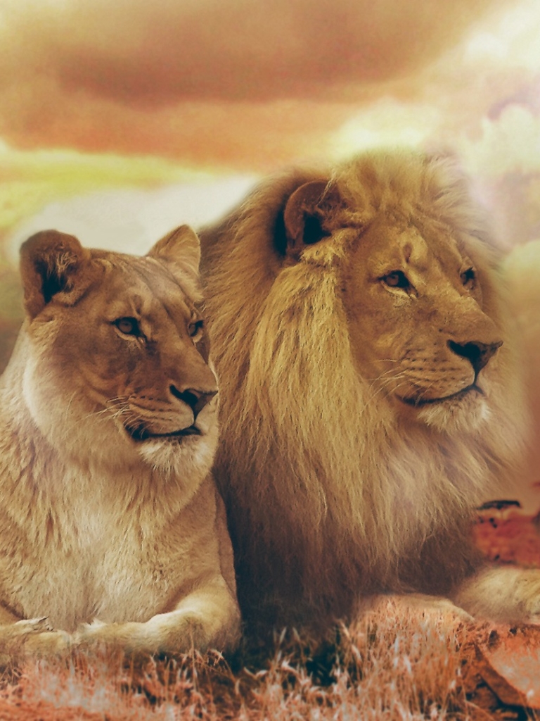 Download mobile wallpaper Cats, Sunset, Couple, Lion, Animal, Africa for free.