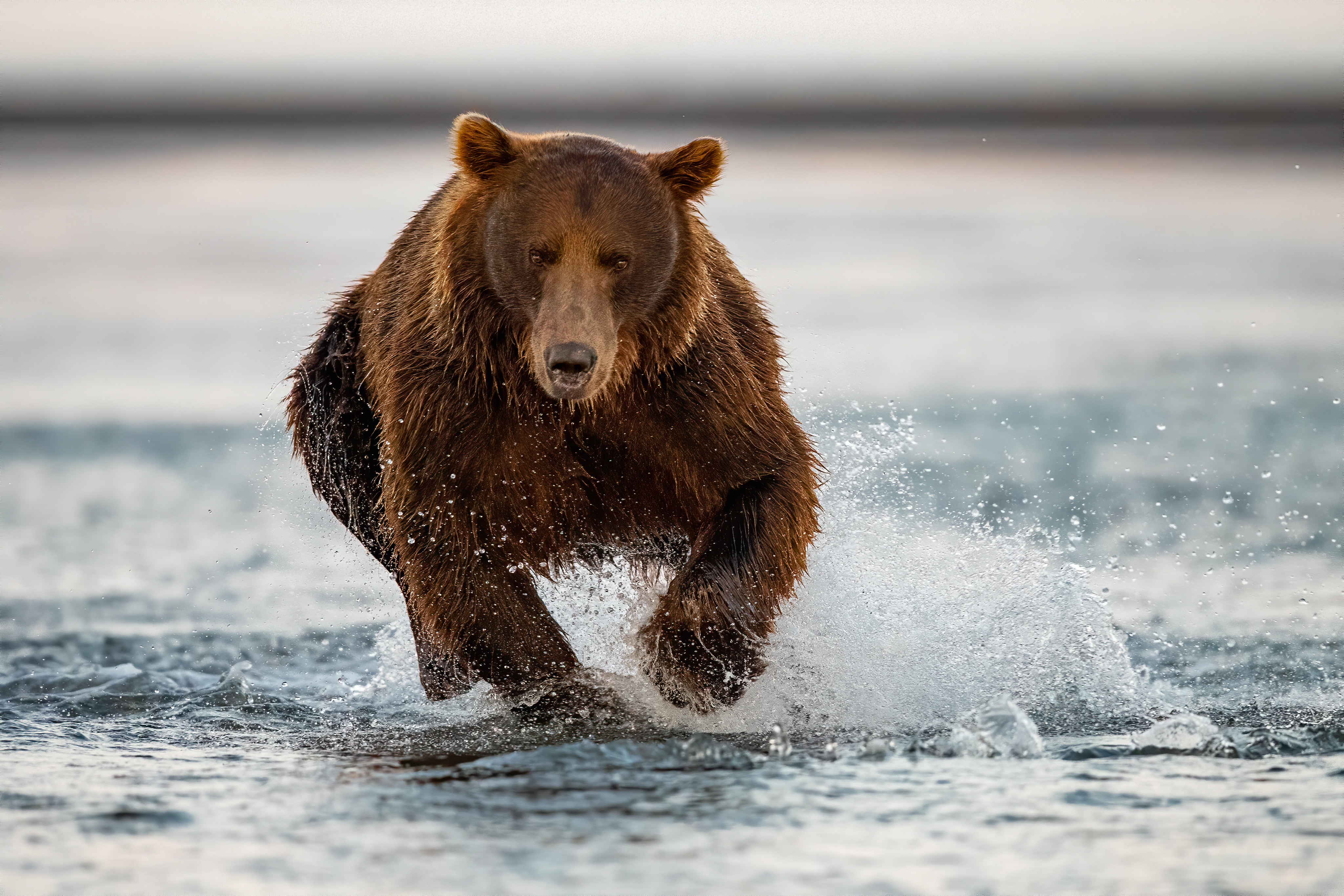 Baixe gratuitamente a imagem Animais, Splash, Urso, Ursos na área de trabalho do seu PC