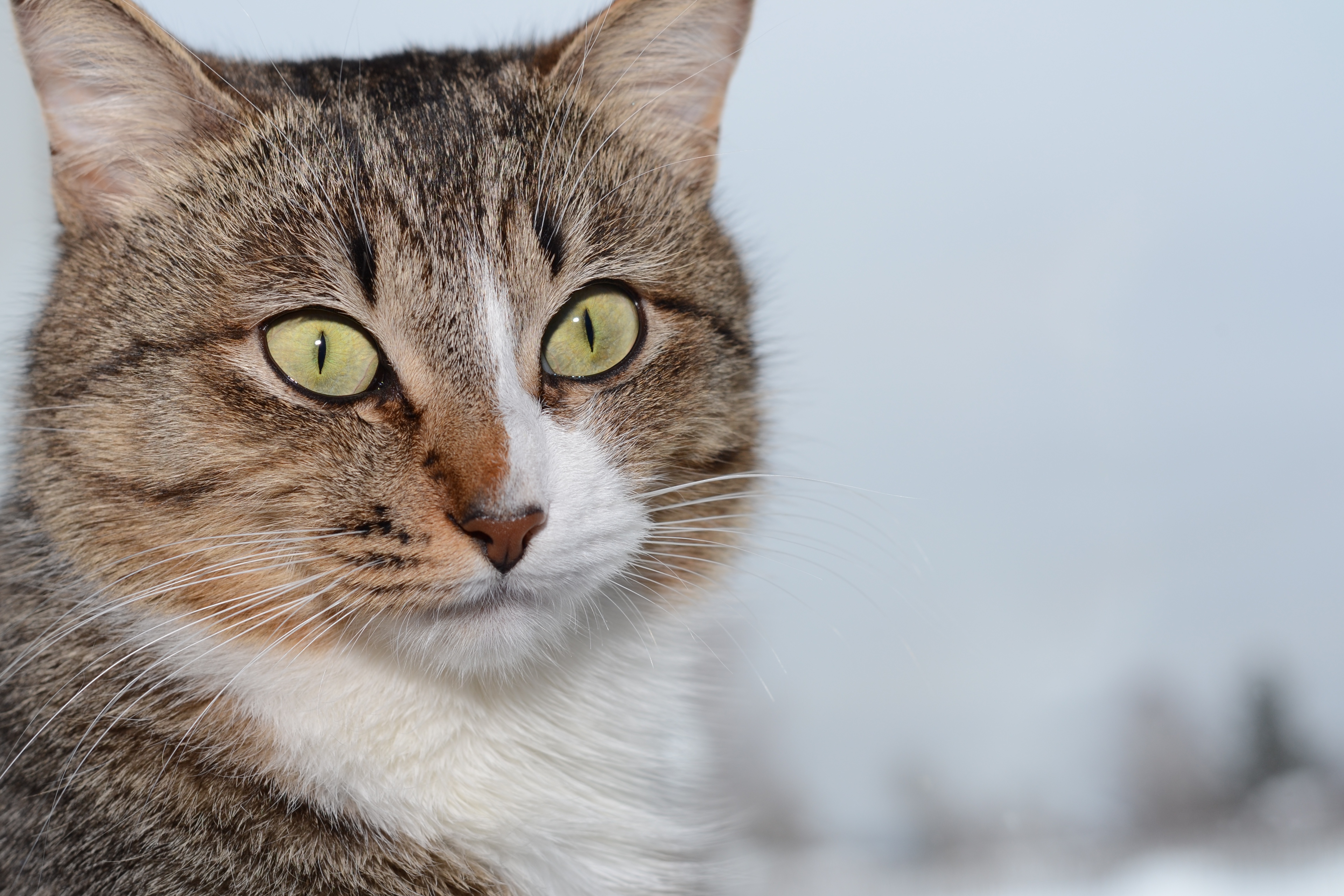 495477 économiseurs d'écran et fonds d'écran Chats sur votre téléphone. Téléchargez  images gratuitement