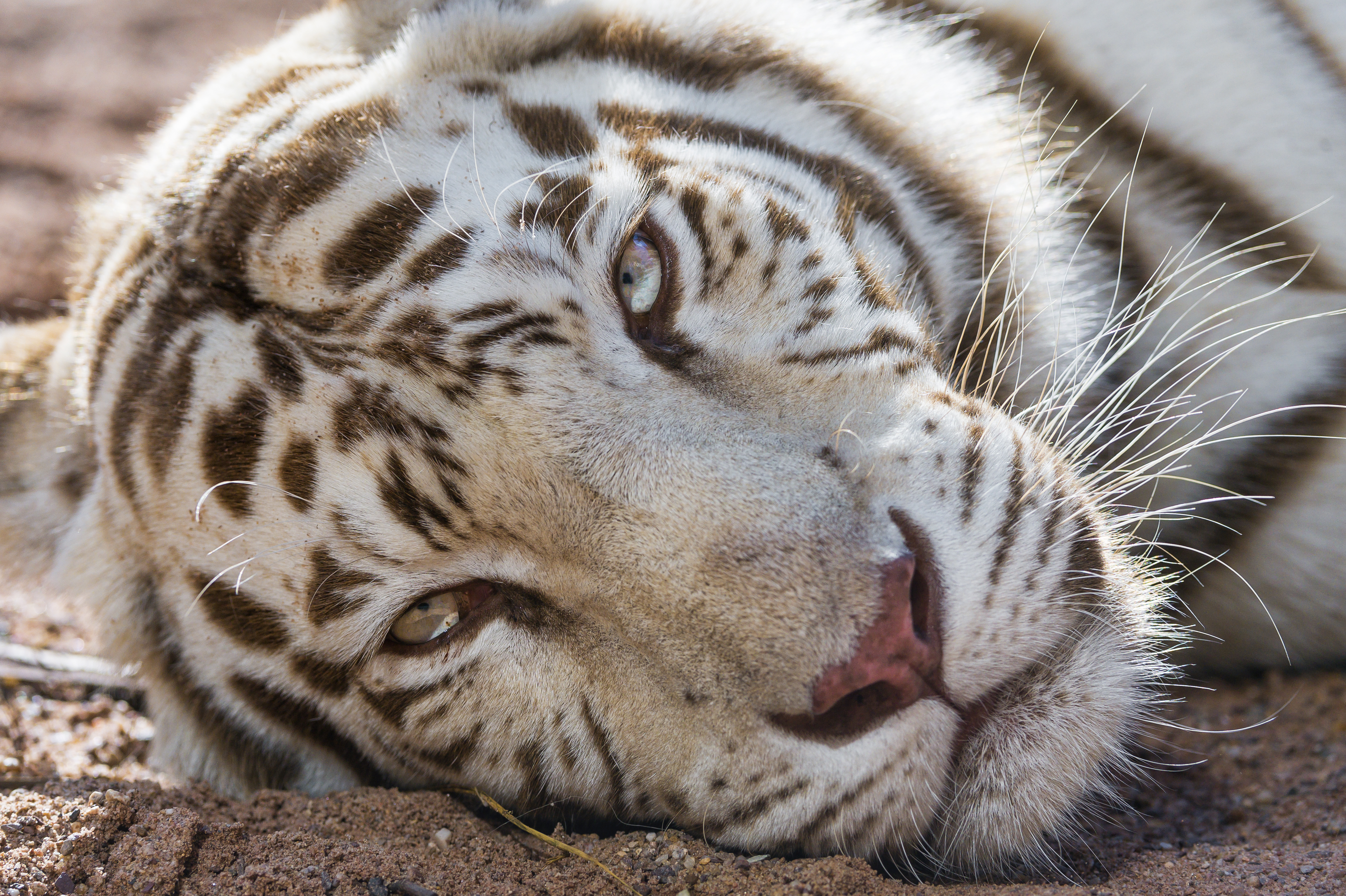 Download mobile wallpaper Cats, Close Up, Tiger, Animal, White Tiger for free.