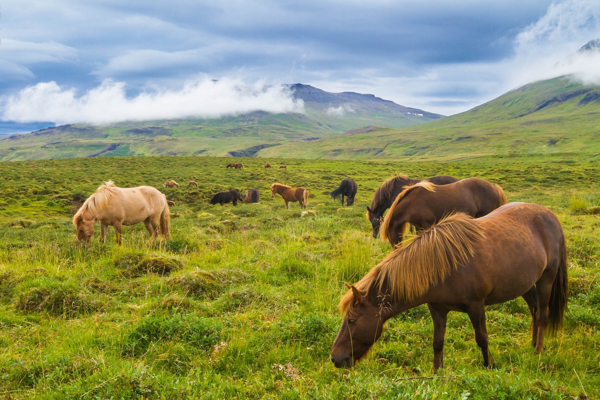 Скачать картинку Животные, Гора, Исландия, Лошадь, Луга в телефон бесплатно.