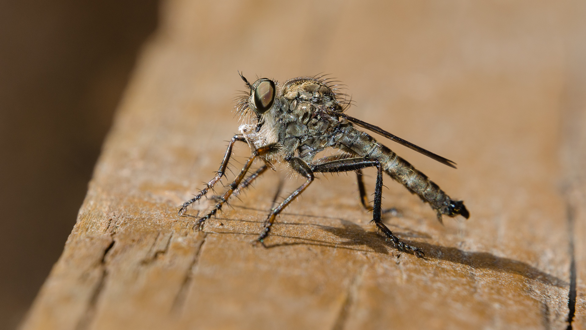 Téléchargez gratuitement l'image Animaux, Insecte sur le bureau de votre PC