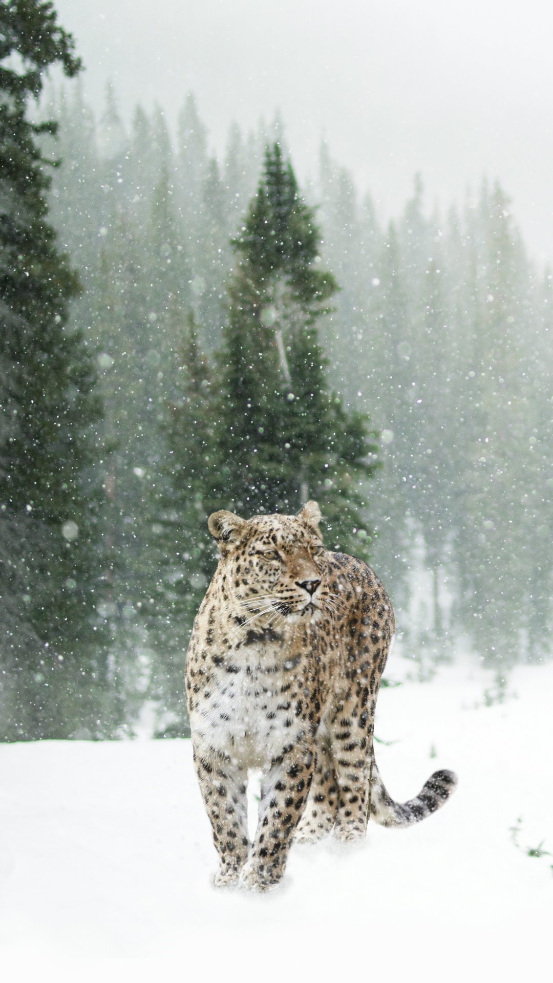 Baixar papel de parede para celular de Animais, Inverno, Gatos, Leopardo, Queda De Neve gratuito.