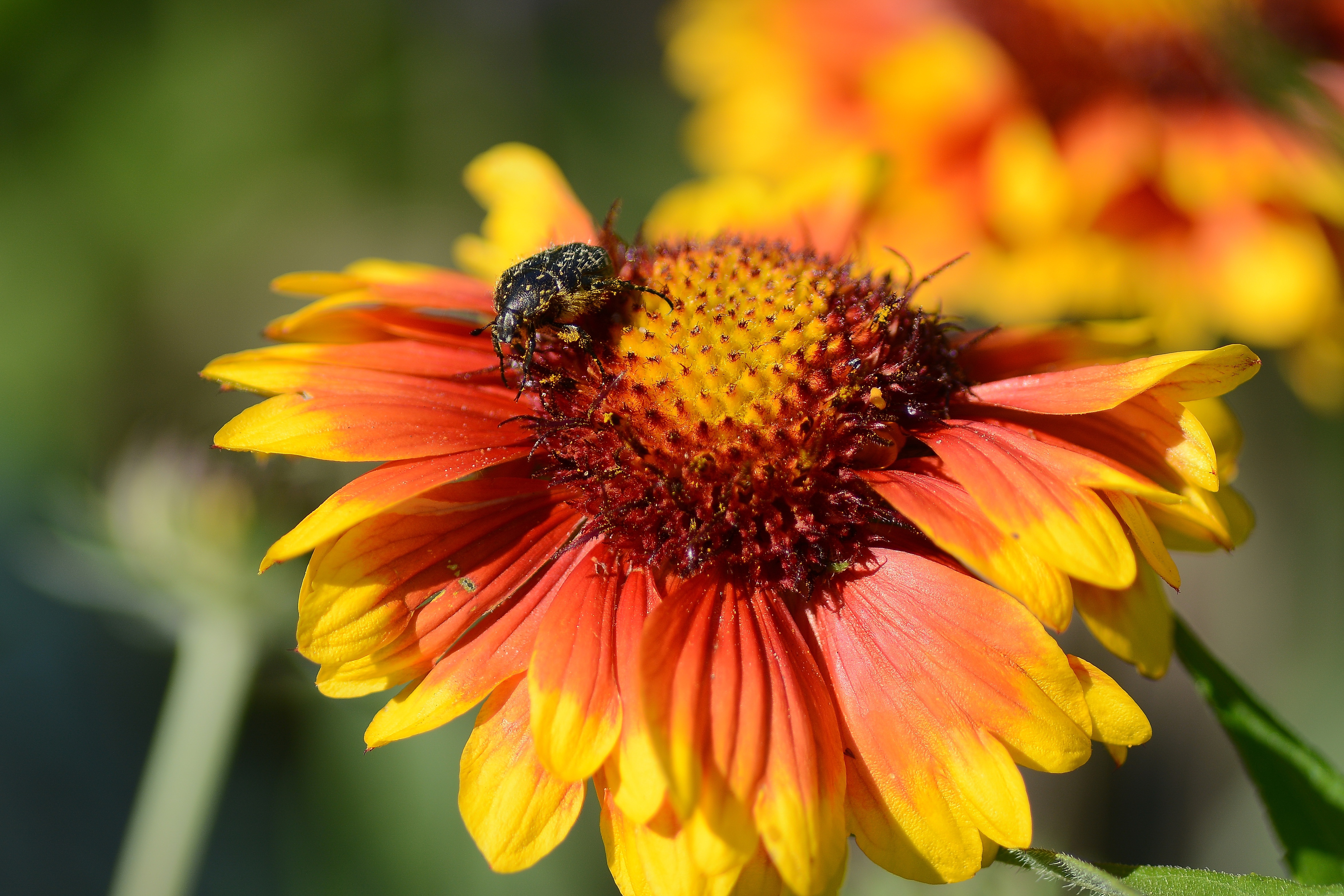 Téléchargez gratuitement l'image Fleur, Macro, Insecte, Photographie, Scarabée sur le bureau de votre PC