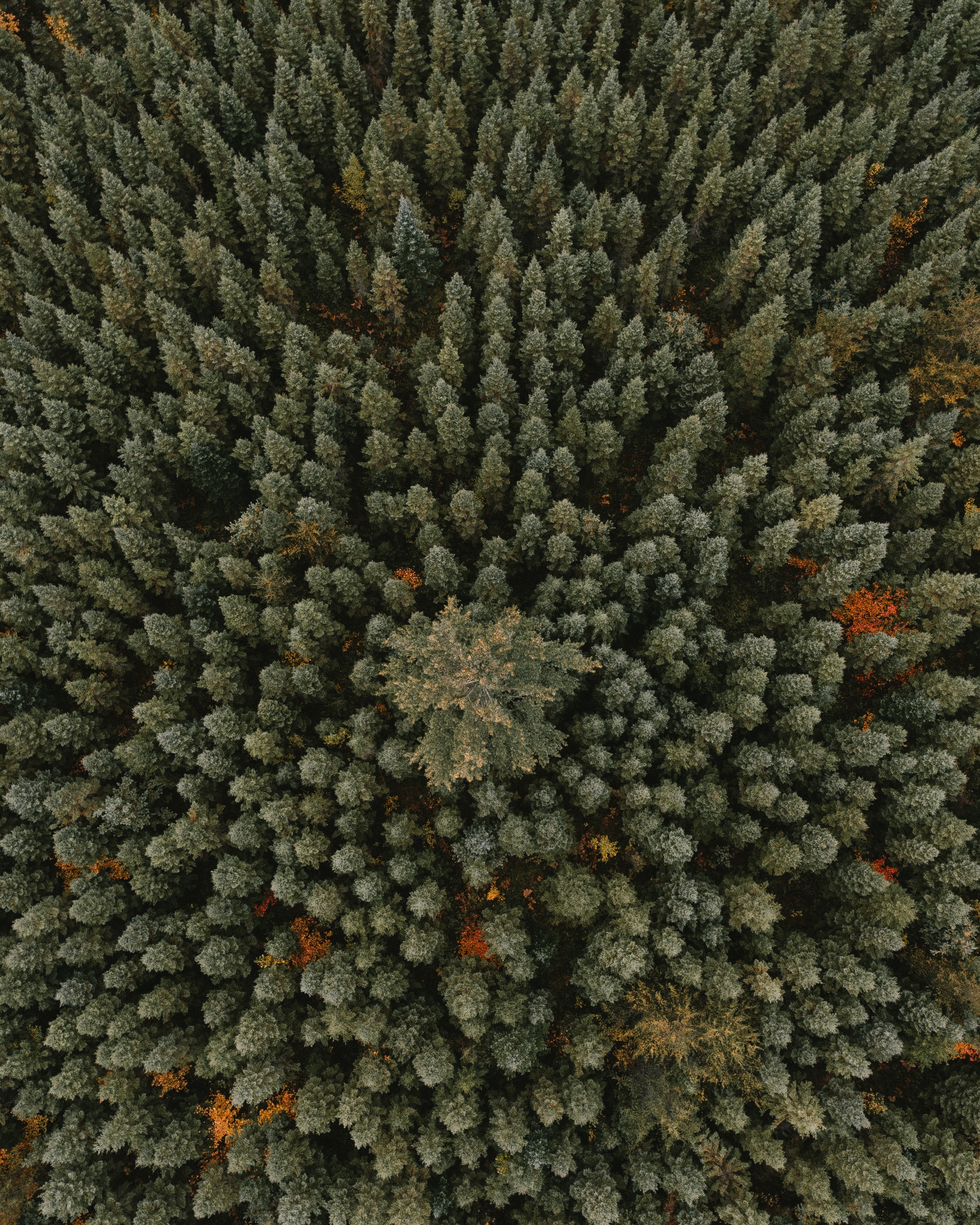 nature, trees, green, view from above, forest, ornament Desktop home screen Wallpaper