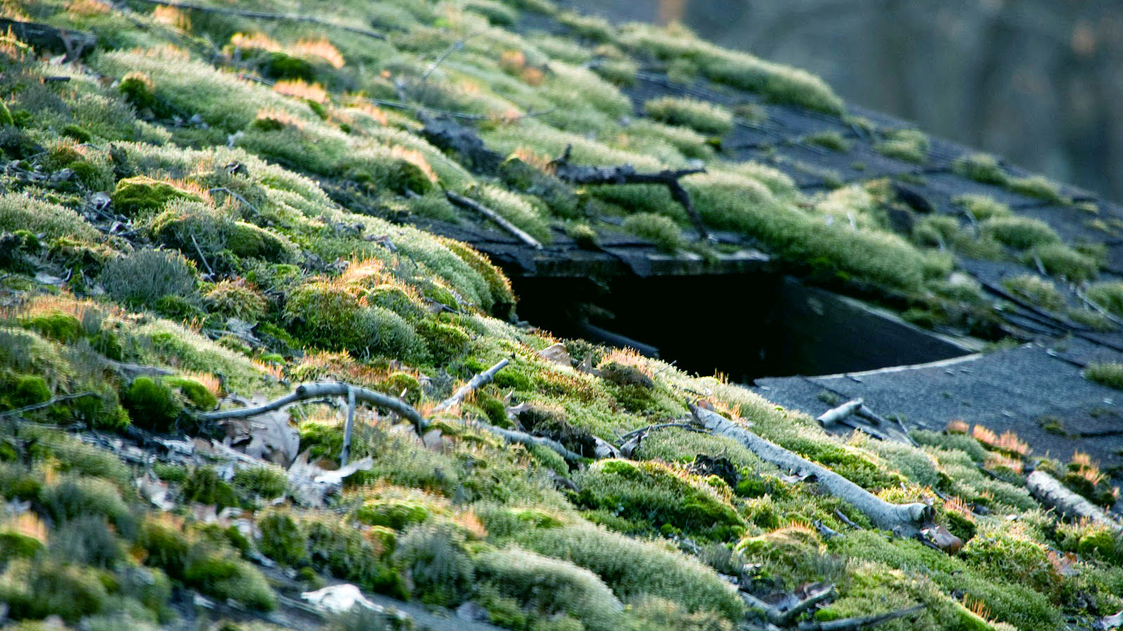 Free download wallpaper Earth, Moss on your PC desktop