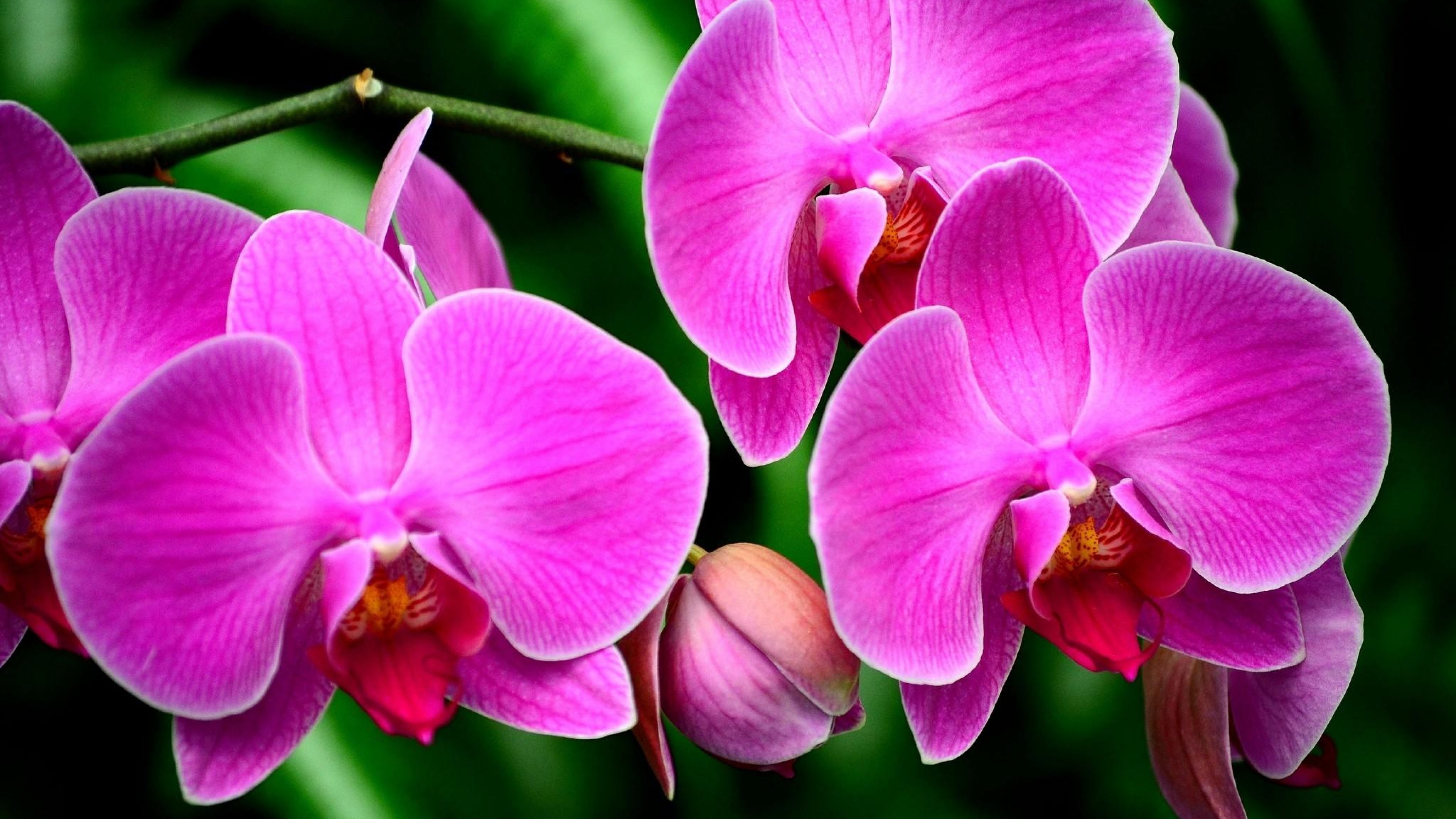 357943 Hintergrundbild herunterladen pinke blume, erde/natur, orchidee, blume, makro, blumen - Bildschirmschoner und Bilder kostenlos