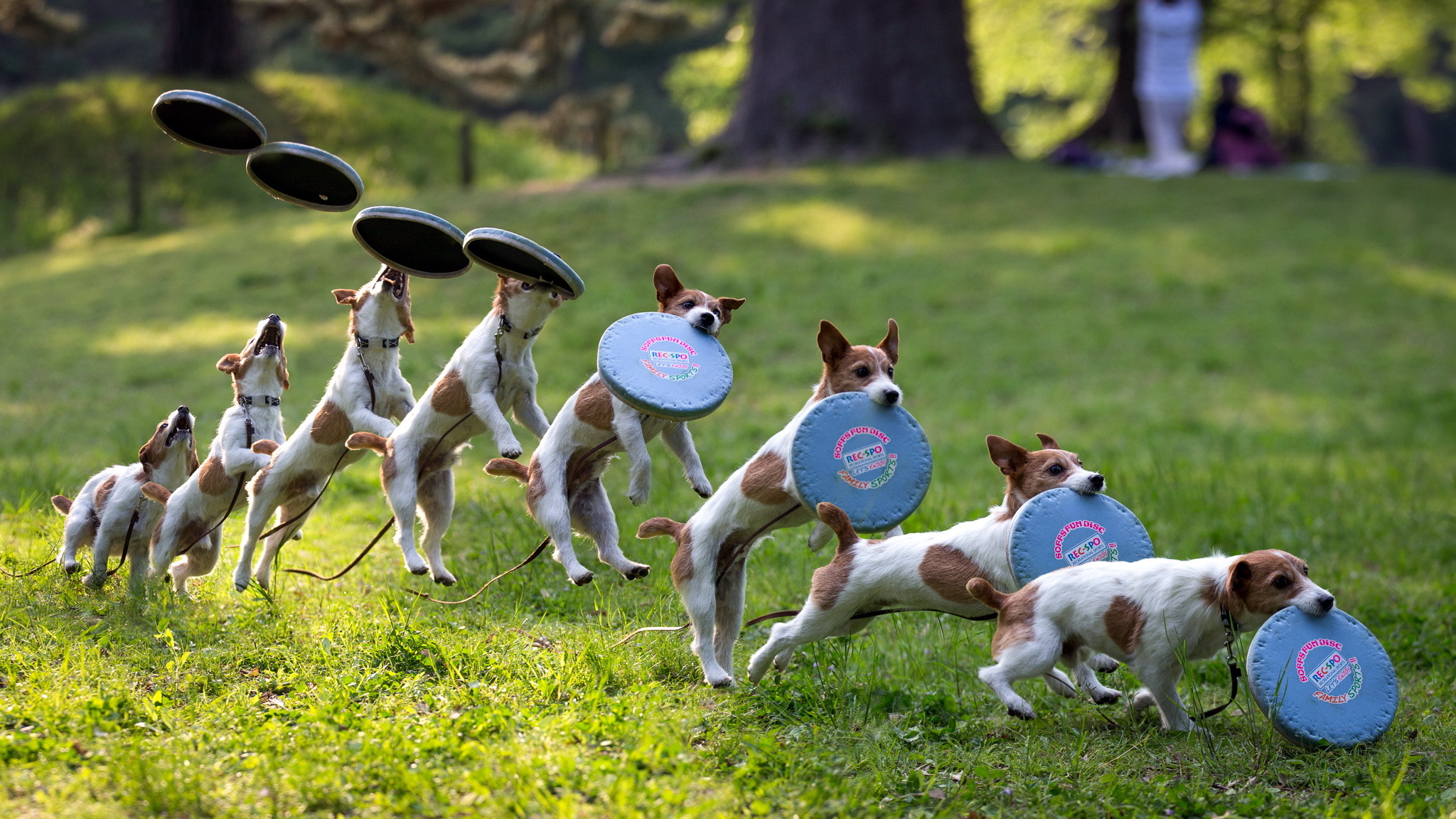 Télécharger des fonds d'écran Jack Russell Terrier HD